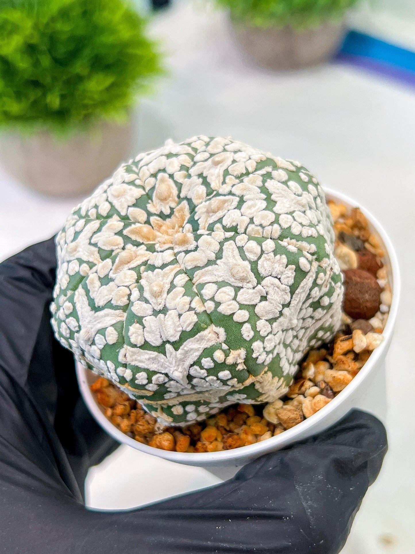 Custom Order- We’ll send you the exact live plant pictured (T5) (g2) | Las Vegas Plant Shop | 3" Pot