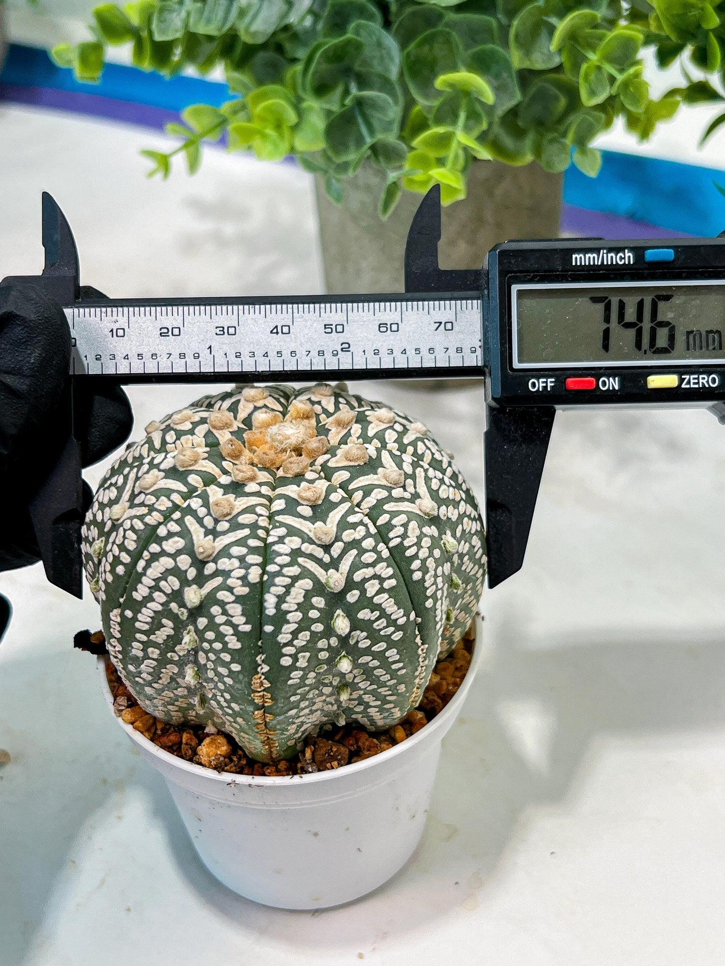 Custom Order- We’ll send you the exact live plant pictured (T5) (g3) | SHIP from USA | 3" Pot