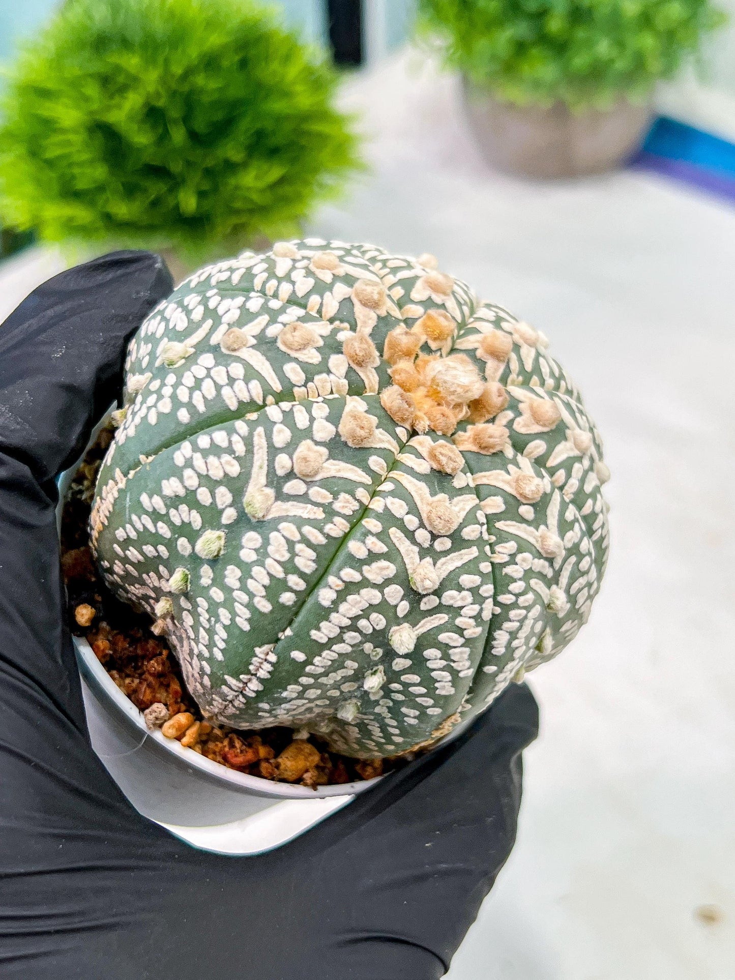Custom Order- We’ll send you the exact live plant pictured (T5) (g3) | SHIP from USA | 3" Pot