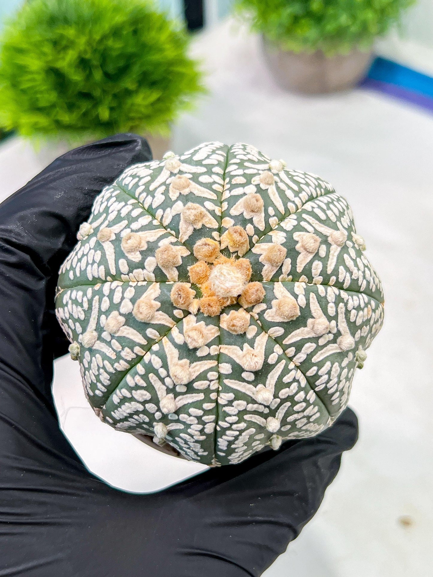 Custom Order- We’ll send you the exact live plant pictured (T5) (g3) | SHIP from USA | 3" Pot