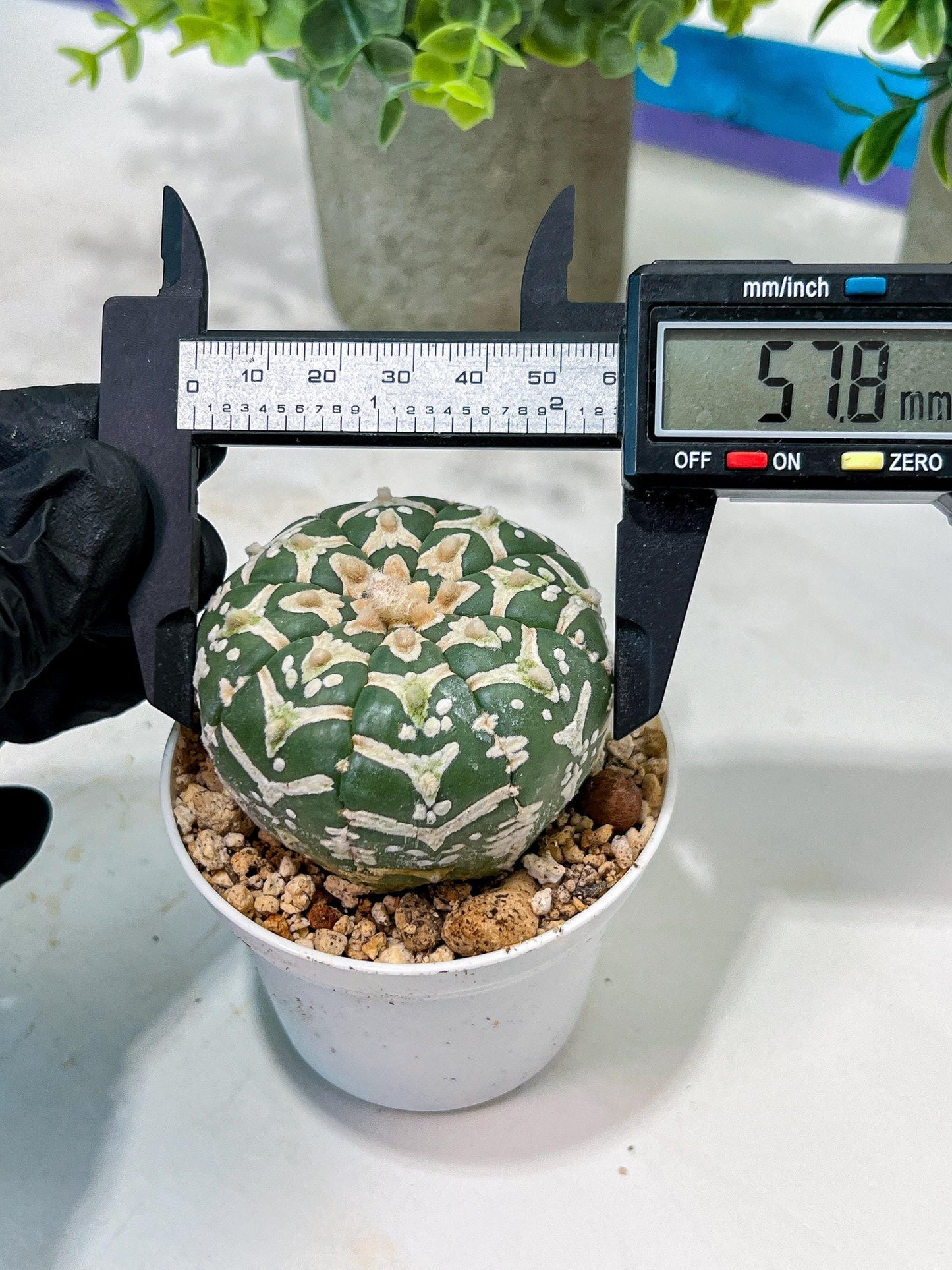 Custom Order- We’ll send you the exact live plant pictured (T5) (g4) | Las Vegas PLANT SELLER| 3" Pot