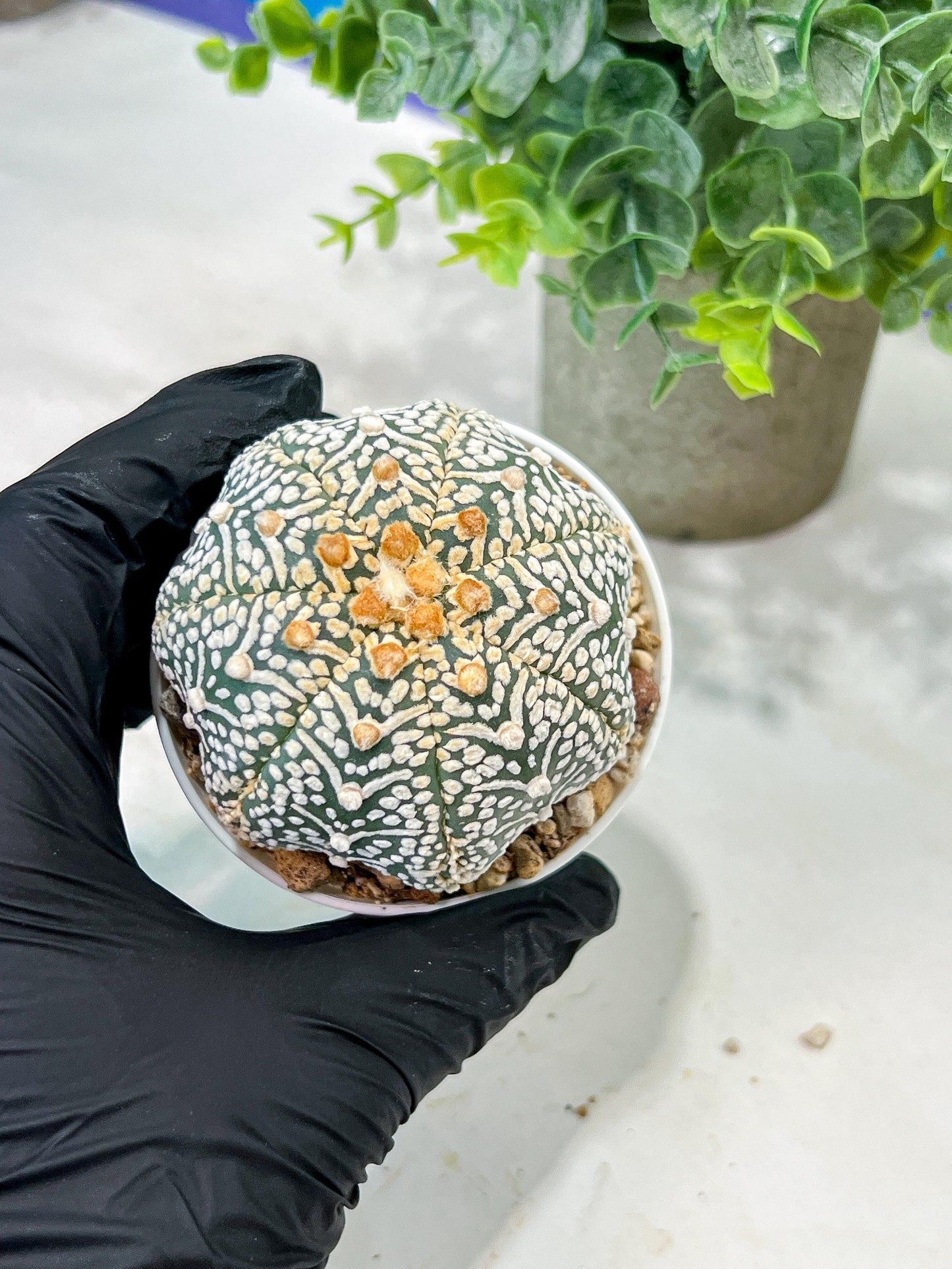 Custom Order- We’ll send you the exact live plant pictured (T5) (g5) | Las Vegas Plant Shp | 3" Pot