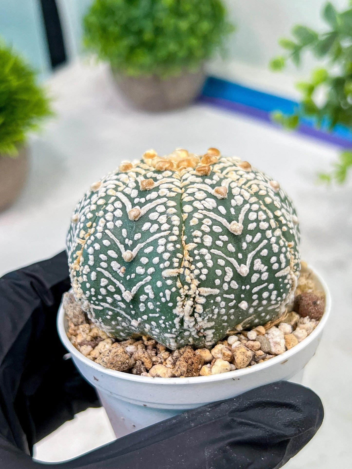 Custom Order- We’ll send you the exact live plant pictured (T5) (g5) | Las Vegas Plant Shp | 3" Pot