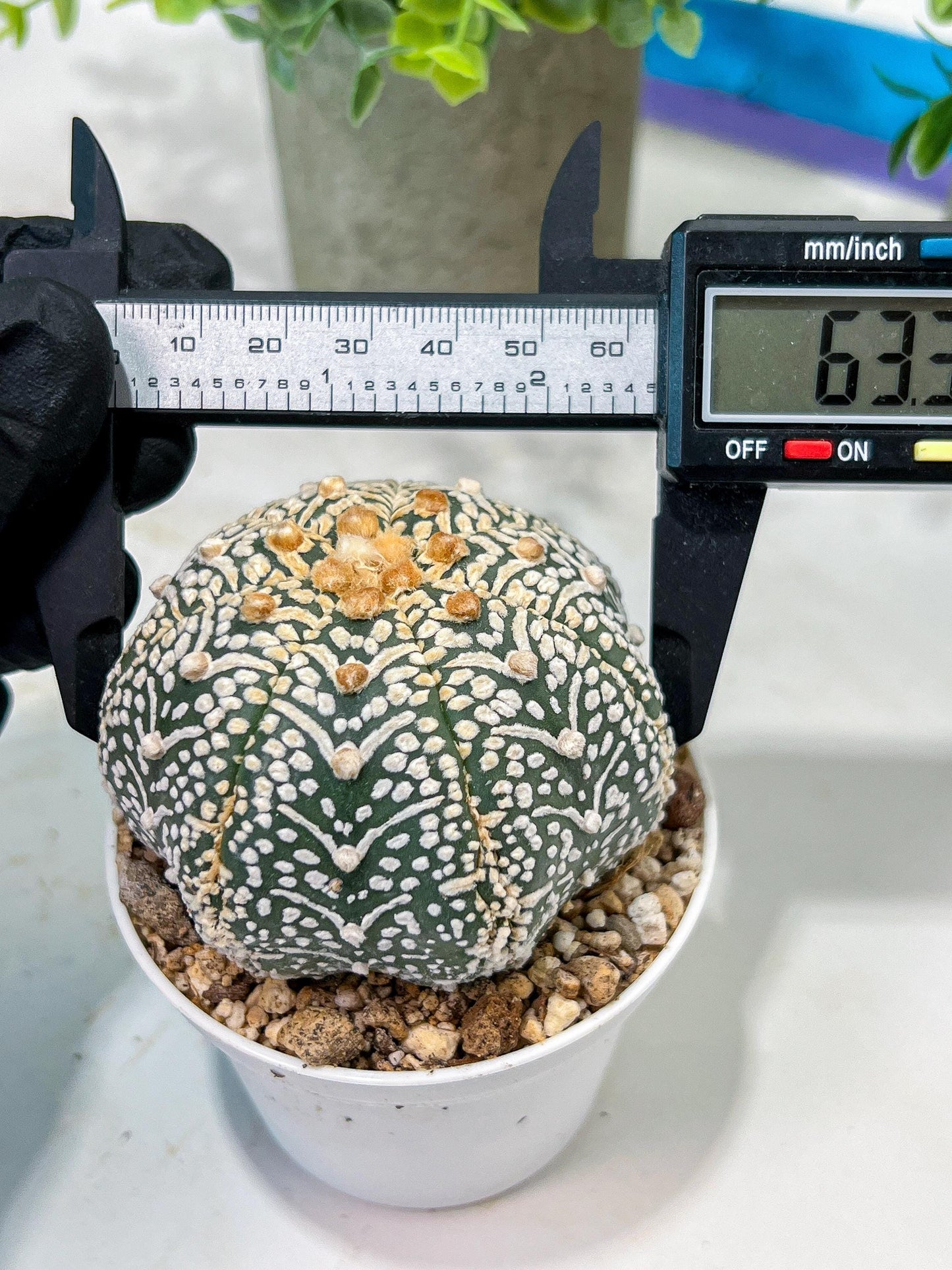 Custom Order- We’ll send you the exact live plant pictured (T5) (g5) | Las Vegas Plant Shp | 3" Pot