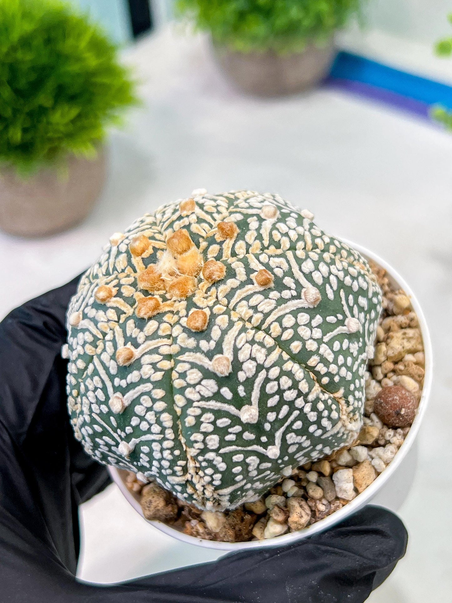 Custom Order- We’ll send you the exact live plant pictured (T5) (g5) | Las Vegas Plant Shp | 3" Pot