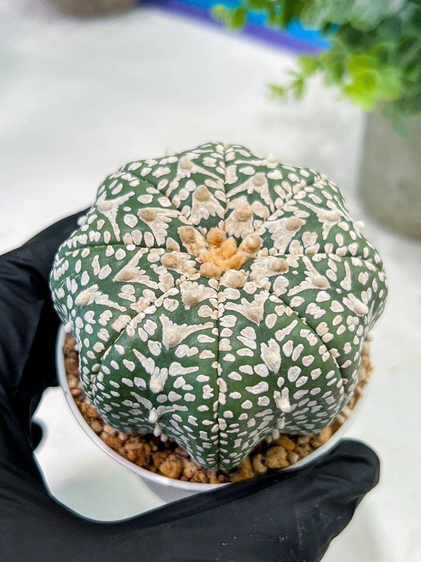 Custom Order- We’ll send you the exact live plant pictured (T5) (g6) | American Plant Seller | 3" Pot