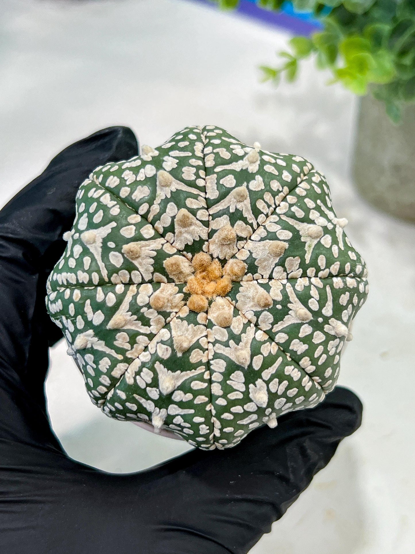 Custom Order- We’ll send you the exact live plant pictured (T5) (g6) | American Plant Seller | 3" Pot