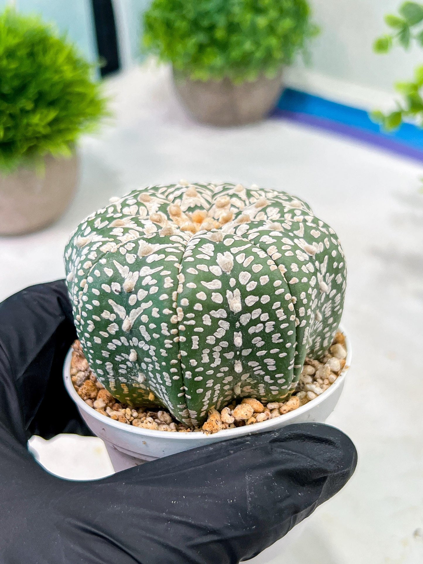 Custom Order- We’ll send you the exact live plant pictured (T5) (g6) | American Plant Seller | 3" Pot