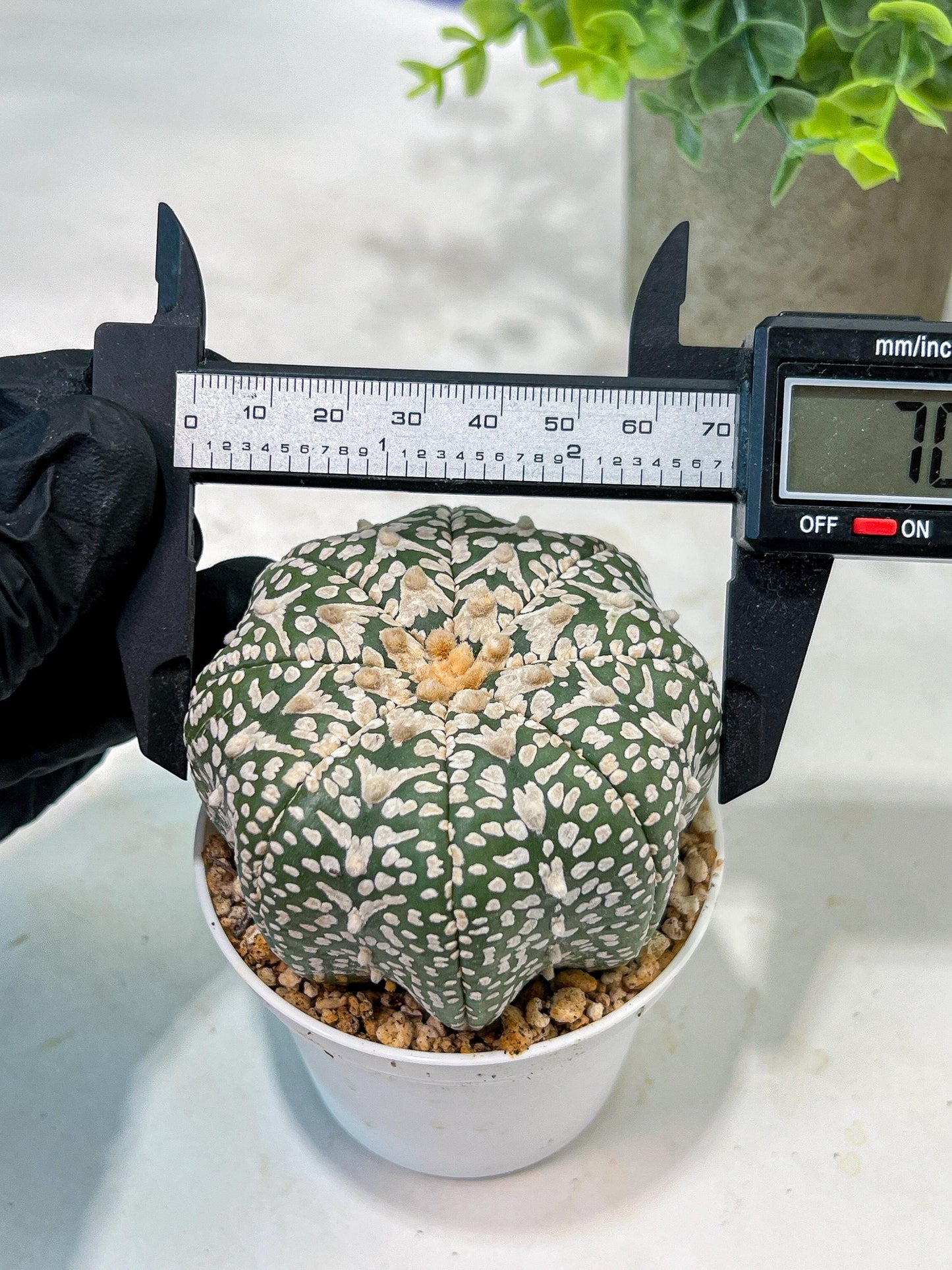 Custom Order- We’ll send you the exact live plant pictured (T5) (g6) | American Plant Seller | 3" Pot
