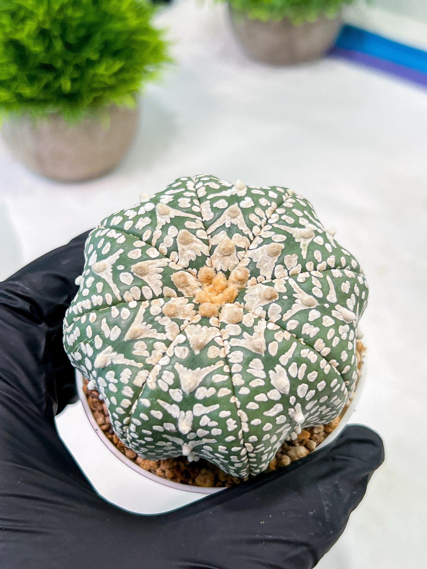 Custom Order- We’ll send you the exact live plant pictured (T5) (g6) | American Plant Seller | 3" Pot