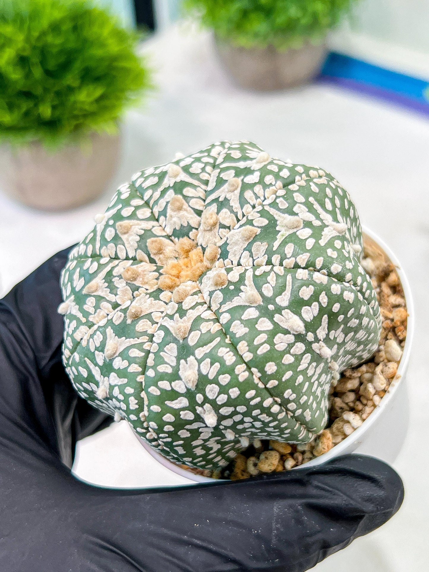 Custom Order- We’ll send you the exact live plant pictured (T5) (g6) | American Plant Seller | 3" Pot