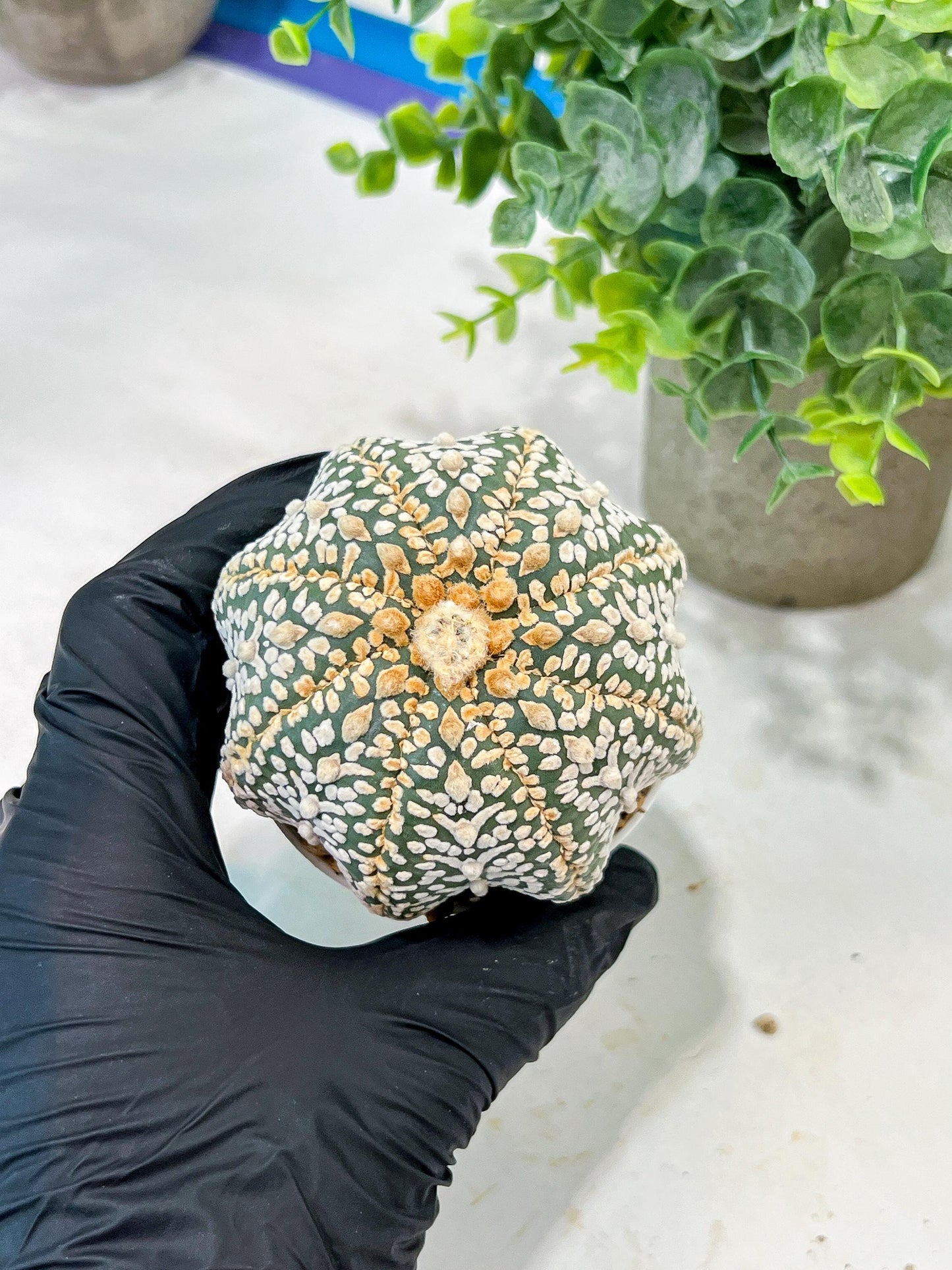 Custom Order- We’ll send you the exact live plant pictured (T5) (g7) | Nevada Plant Seller | 3" Pot
