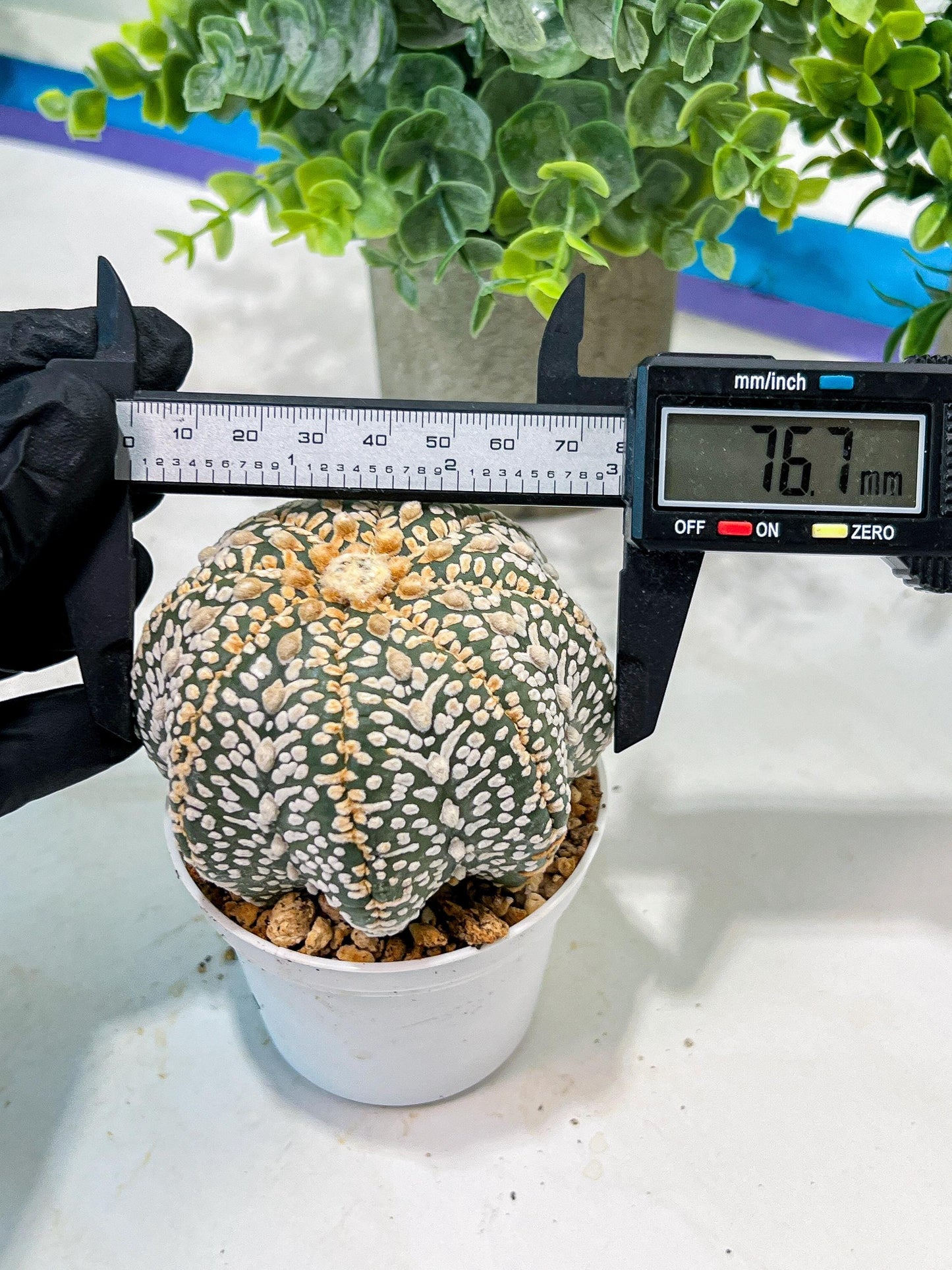 Custom Order- We’ll send you the exact live plant pictured (T5) (g7) | Nevada Plant Seller | 3" Pot