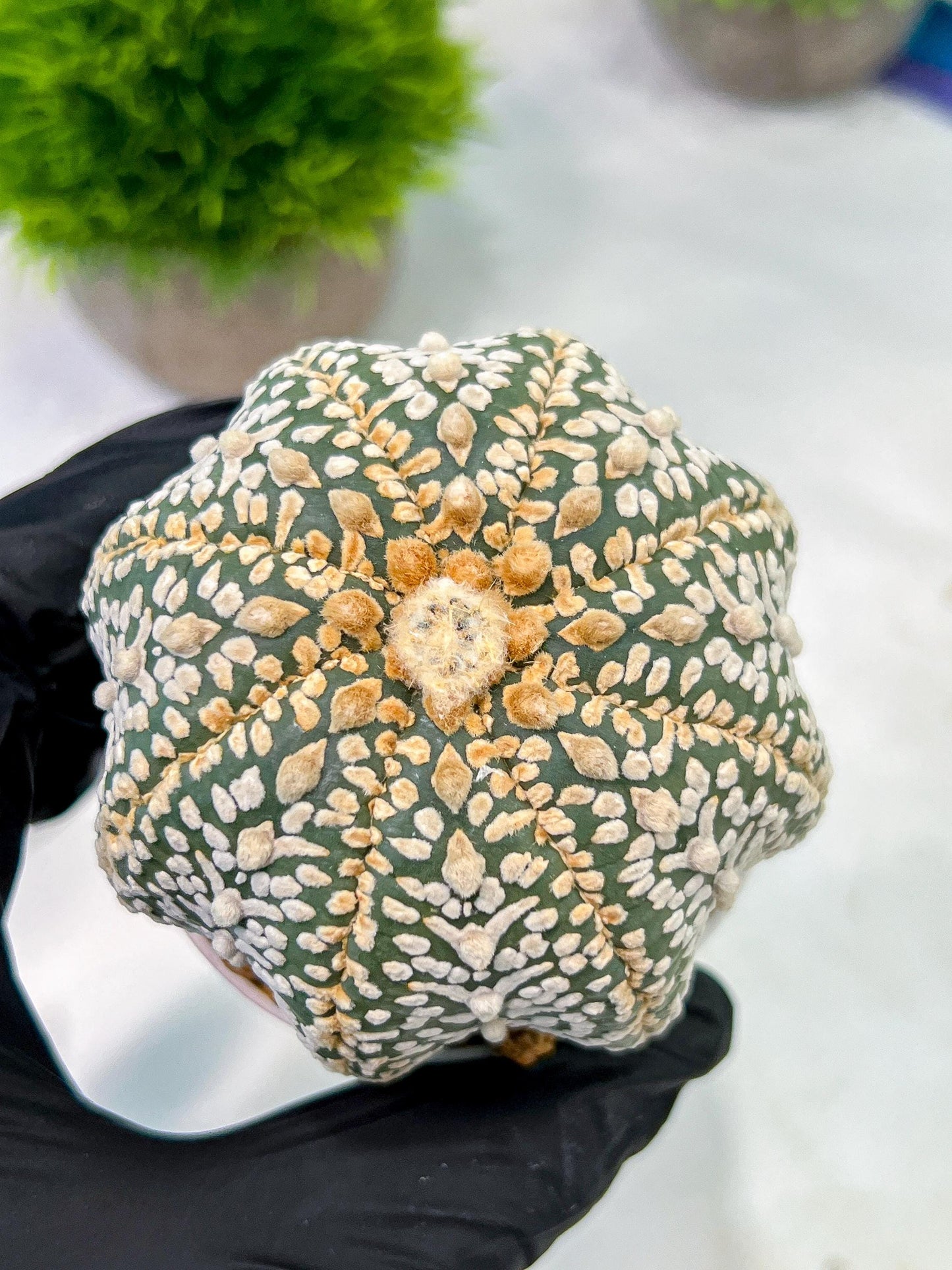 Custom Order- We’ll send you the exact live plant pictured (T5) (g7) | Nevada Plant Seller | 3" Pot