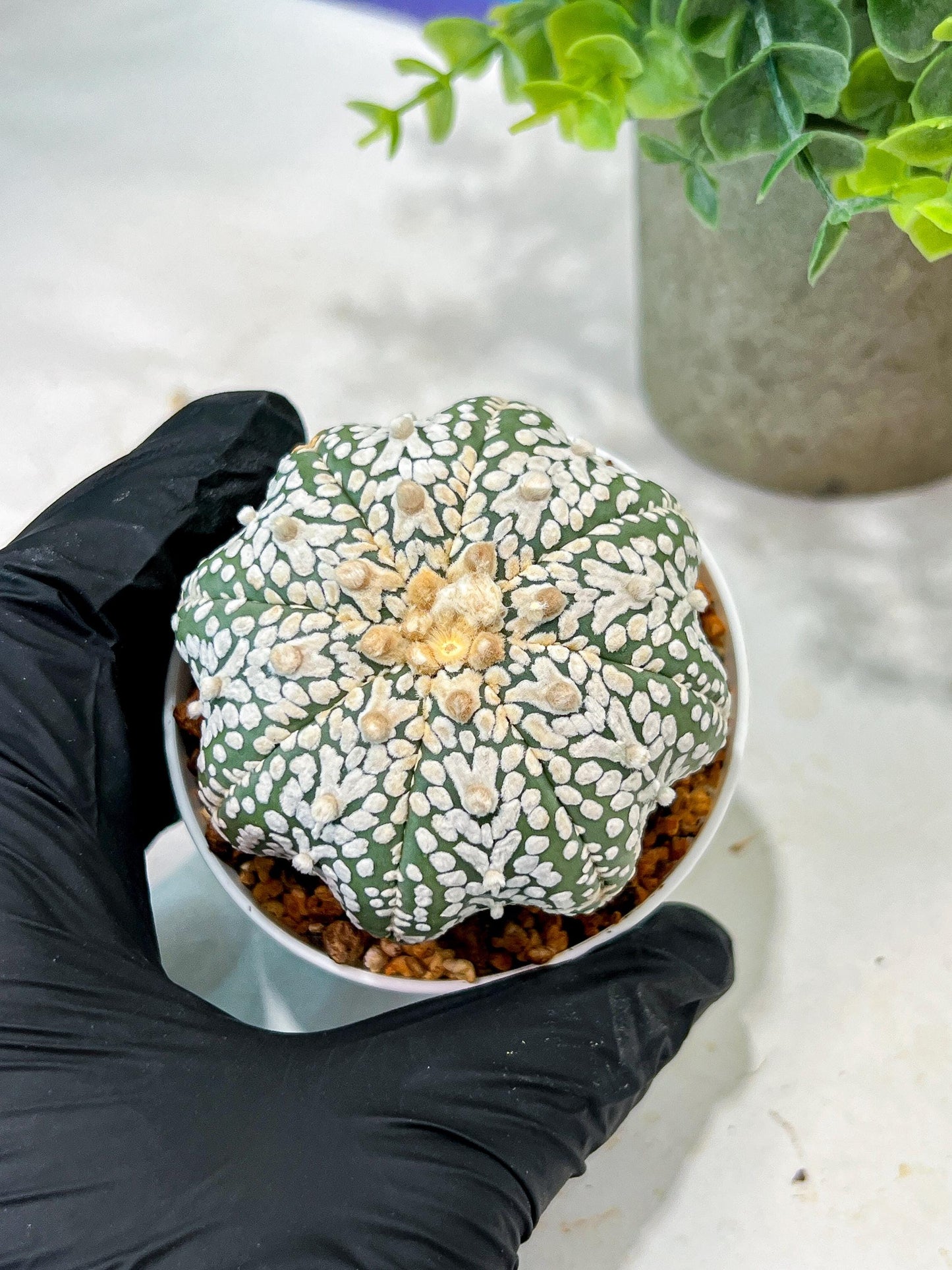 Custom Order- We’ll send you the exact live plant pictured (T5) (r1) | Imported From Japan | 3" Pot