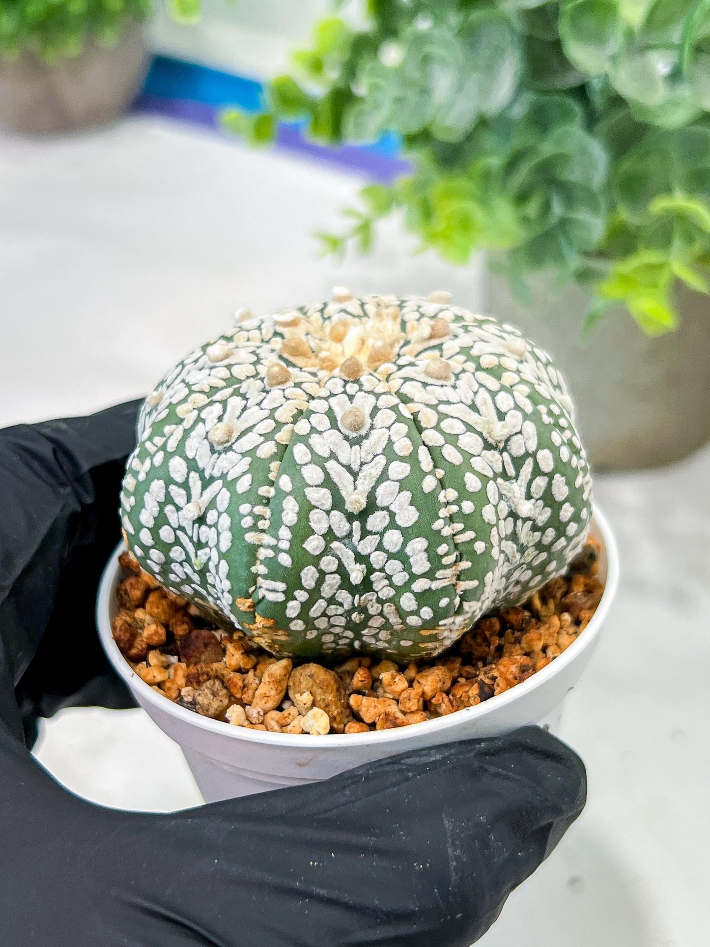 Custom Order- We’ll send you the exact live plant pictured (T5) (r1) | Imported From Japan | 3" Pot