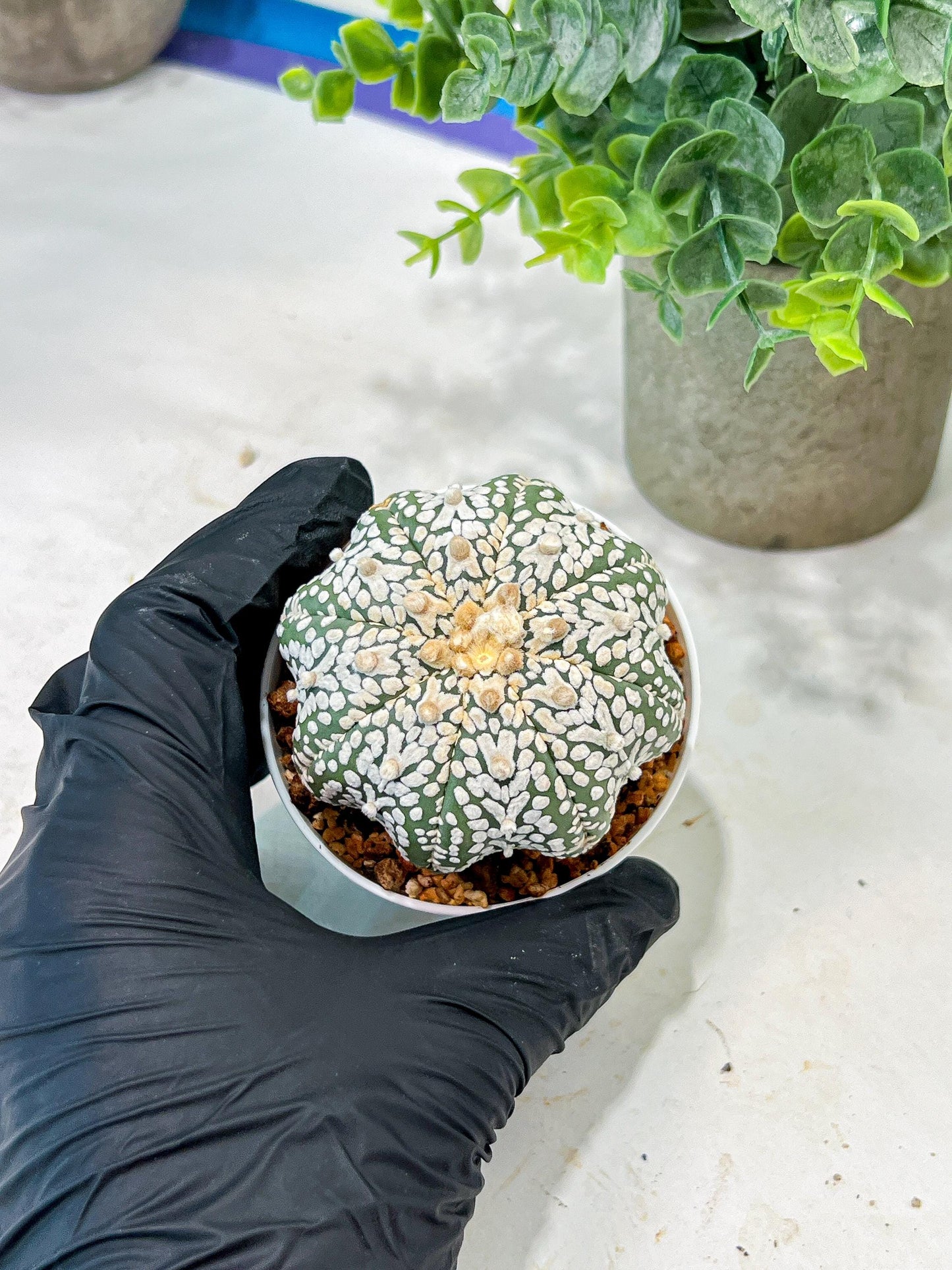 Custom Order- We’ll send you the exact live plant pictured (T5) (r1) | Imported From Japan | 3" Pot