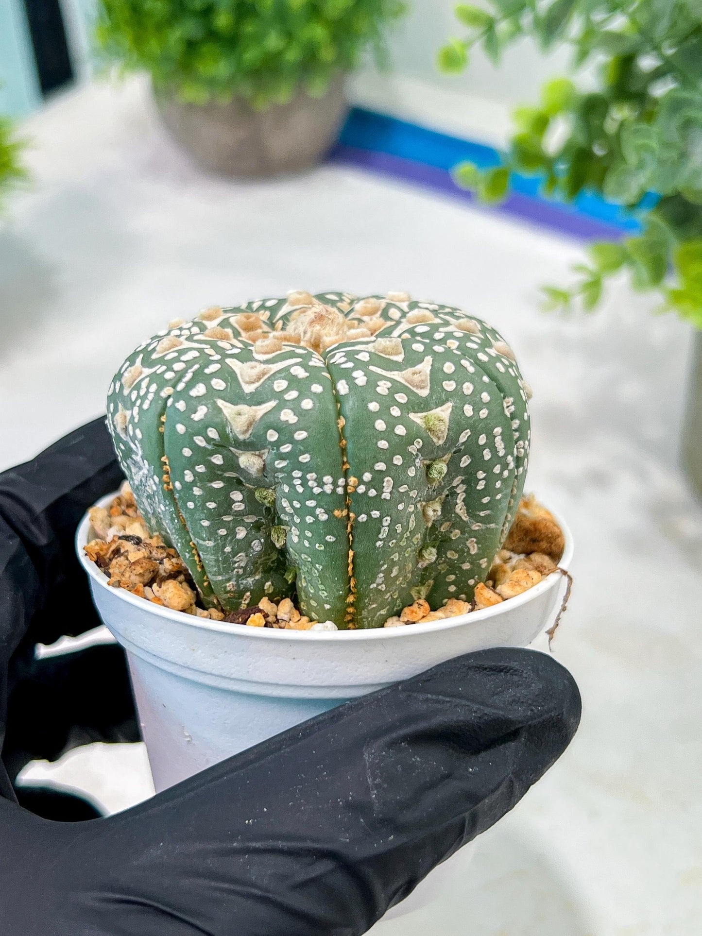 Custom Order- We’ll send you the exact live plant pictured (T5) (r2) | Las Vegas Plant Shop | 3" Pot