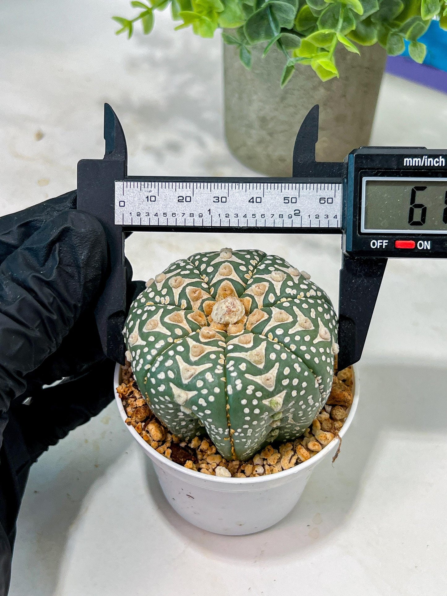Custom Order- We’ll send you the exact live plant pictured (T5) (r2) | Las Vegas Plant Shop | 3" Pot