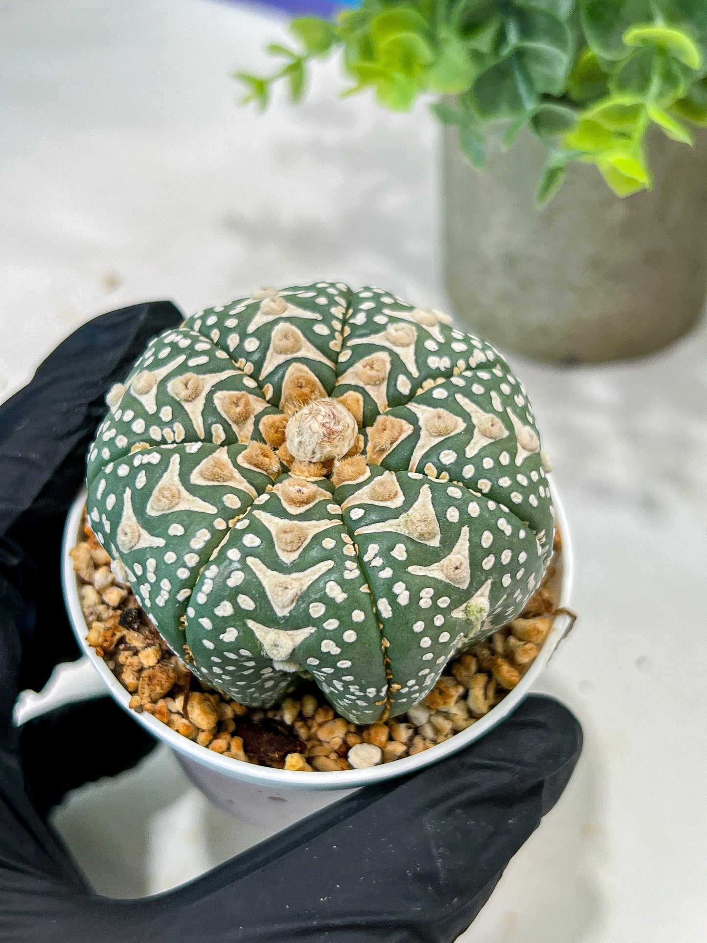 Custom Order- We’ll send you the exact live plant pictured (T5) (r2) | Las Vegas Plant Shop | 3" Pot