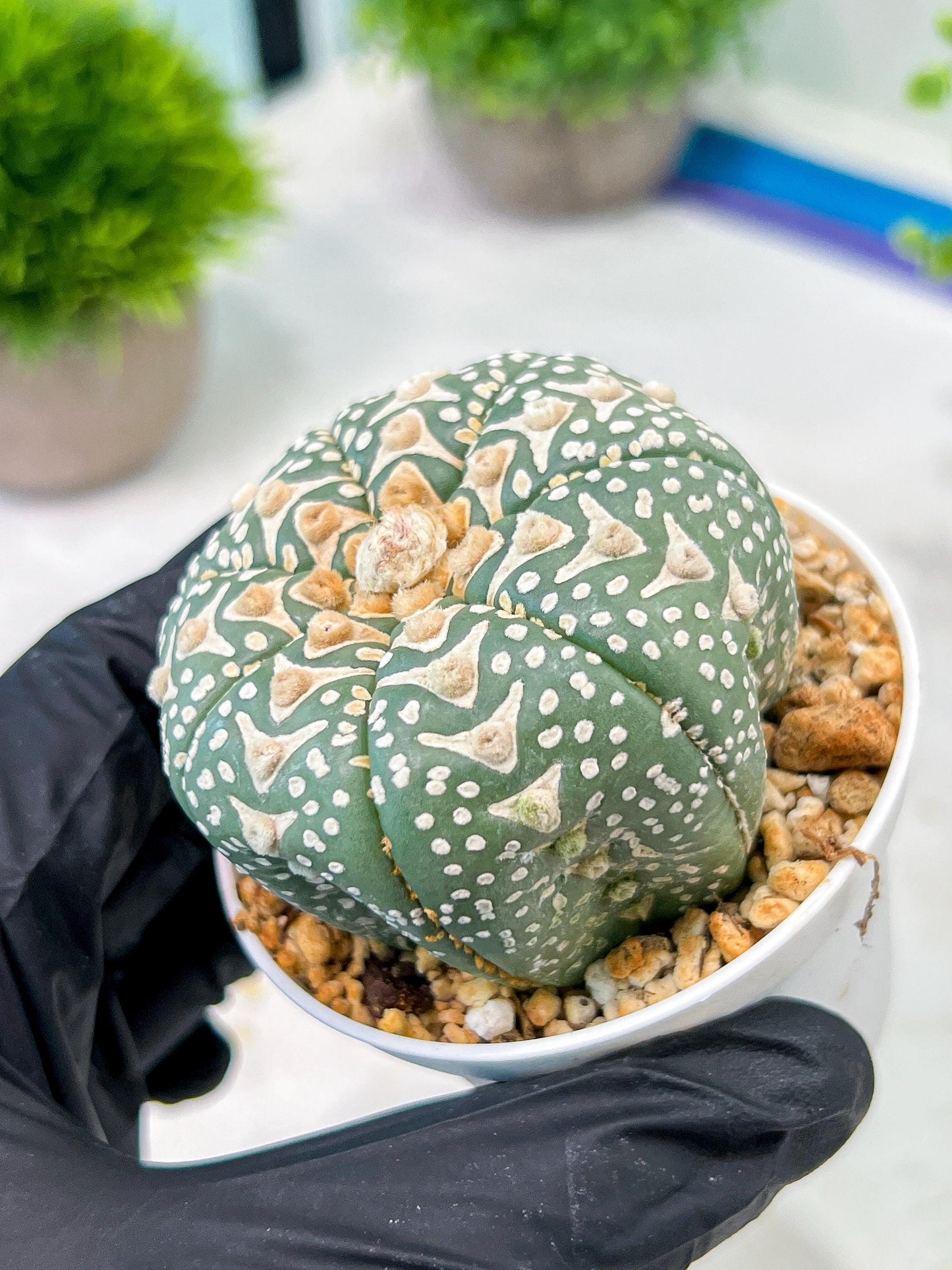 Custom Order- We’ll send you the exact live plant pictured (T5) (r2) | Las Vegas Plant Shop | 3" Pot