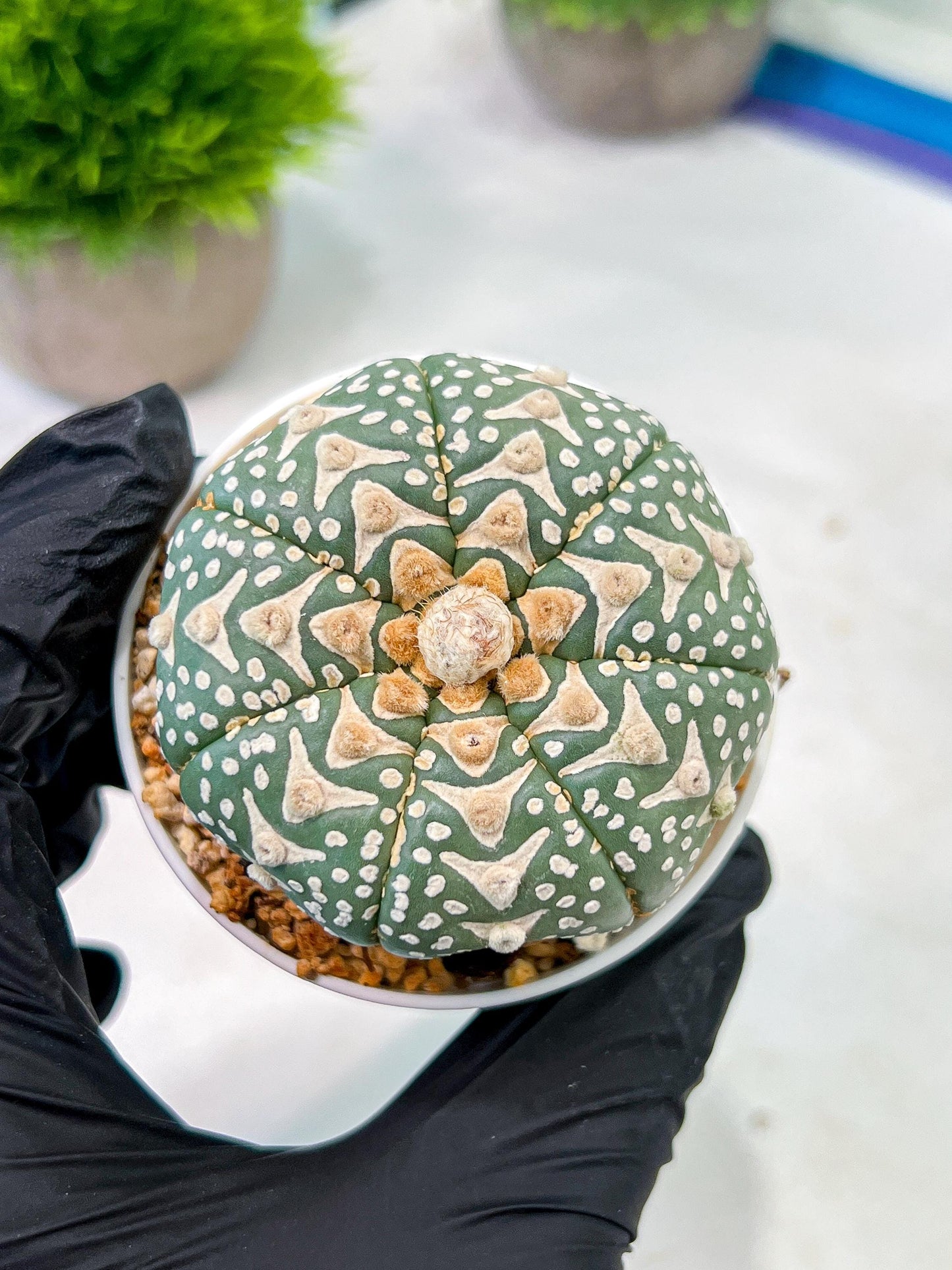Custom Order- We’ll send you the exact live plant pictured (T5) (r2) | Las Vegas Plant Shop | 3" Pot
