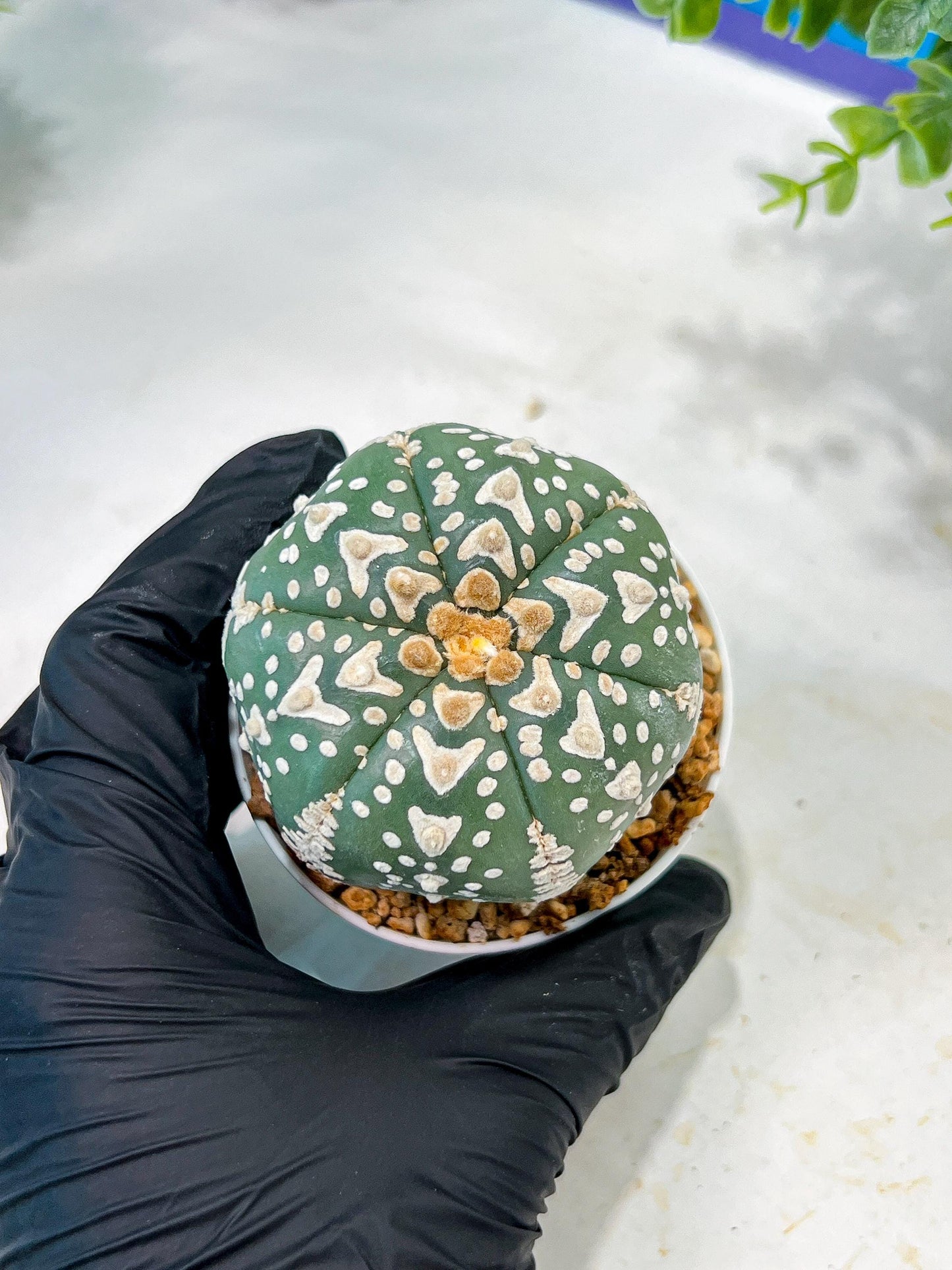 Custom Order- We’ll send you the exact live plant pictured (T5) (r3) | SHIP from USA | 3" Pot
