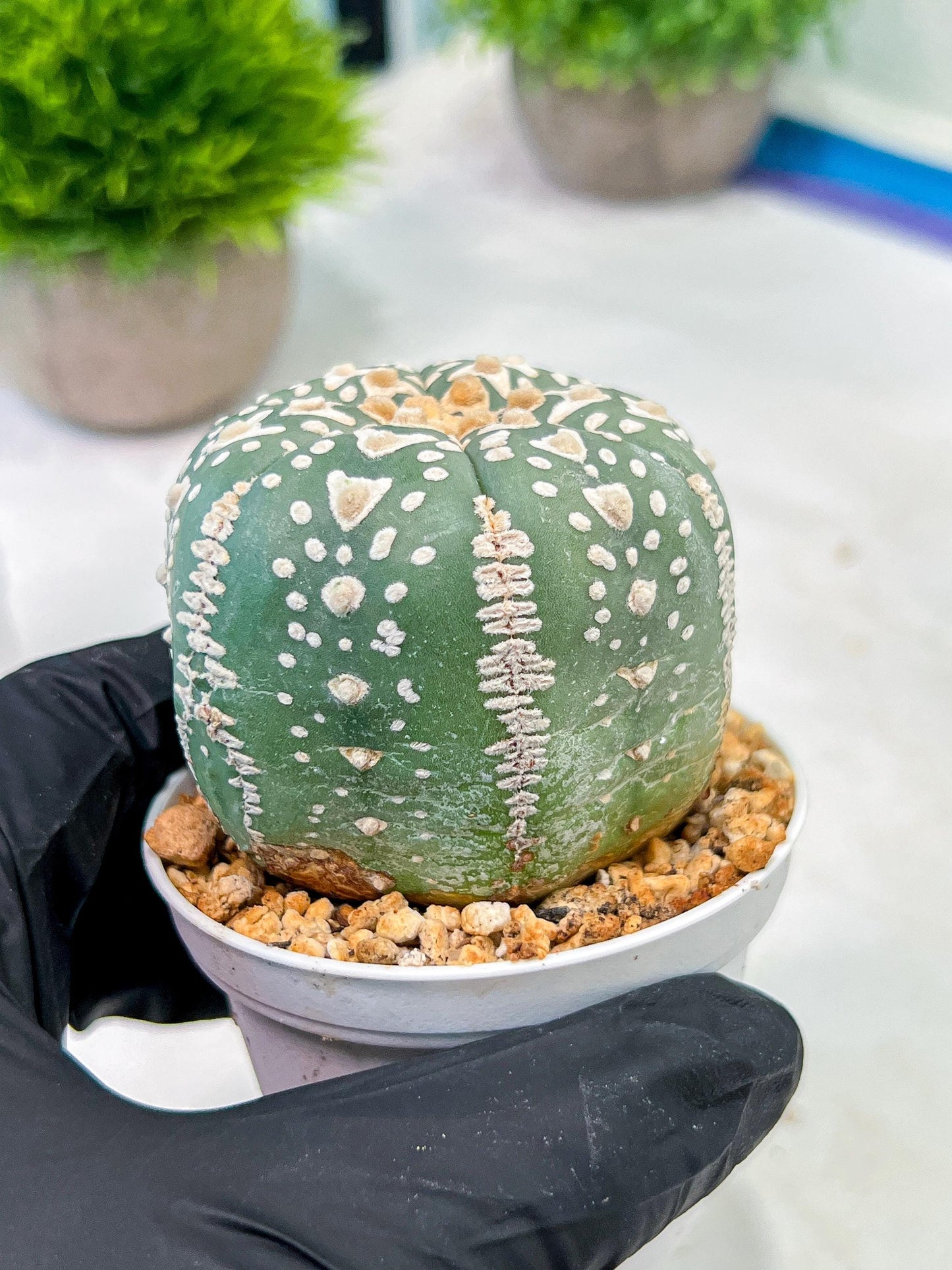 Custom Order- We’ll send you the exact live plant pictured (T5) (r3) | SHIP from USA | 3" Pot