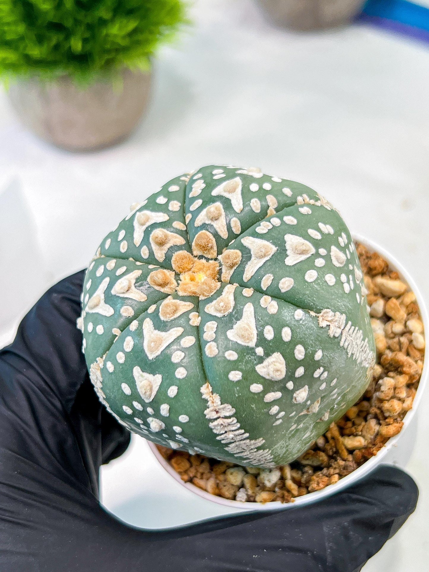 Custom Order- We’ll send you the exact live plant pictured (T5) (r3) | SHIP from USA | 3" Pot