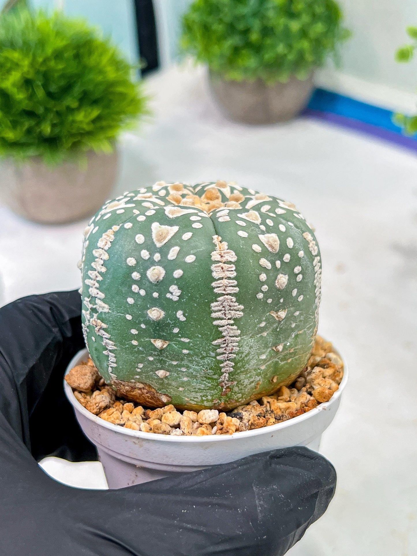 Custom Order- We’ll send you the exact live plant pictured (T5) (r3) | SHIP from USA | 3" Pot