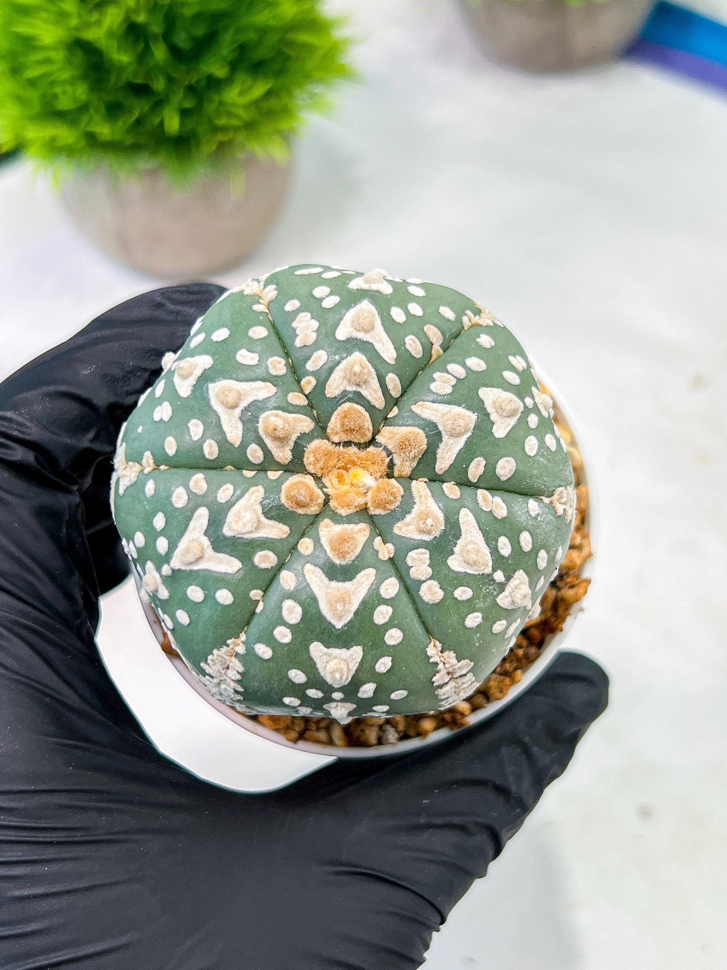 Custom Order- We’ll send you the exact live plant pictured (T5) (r3) | SHIP from USA | 3" Pot