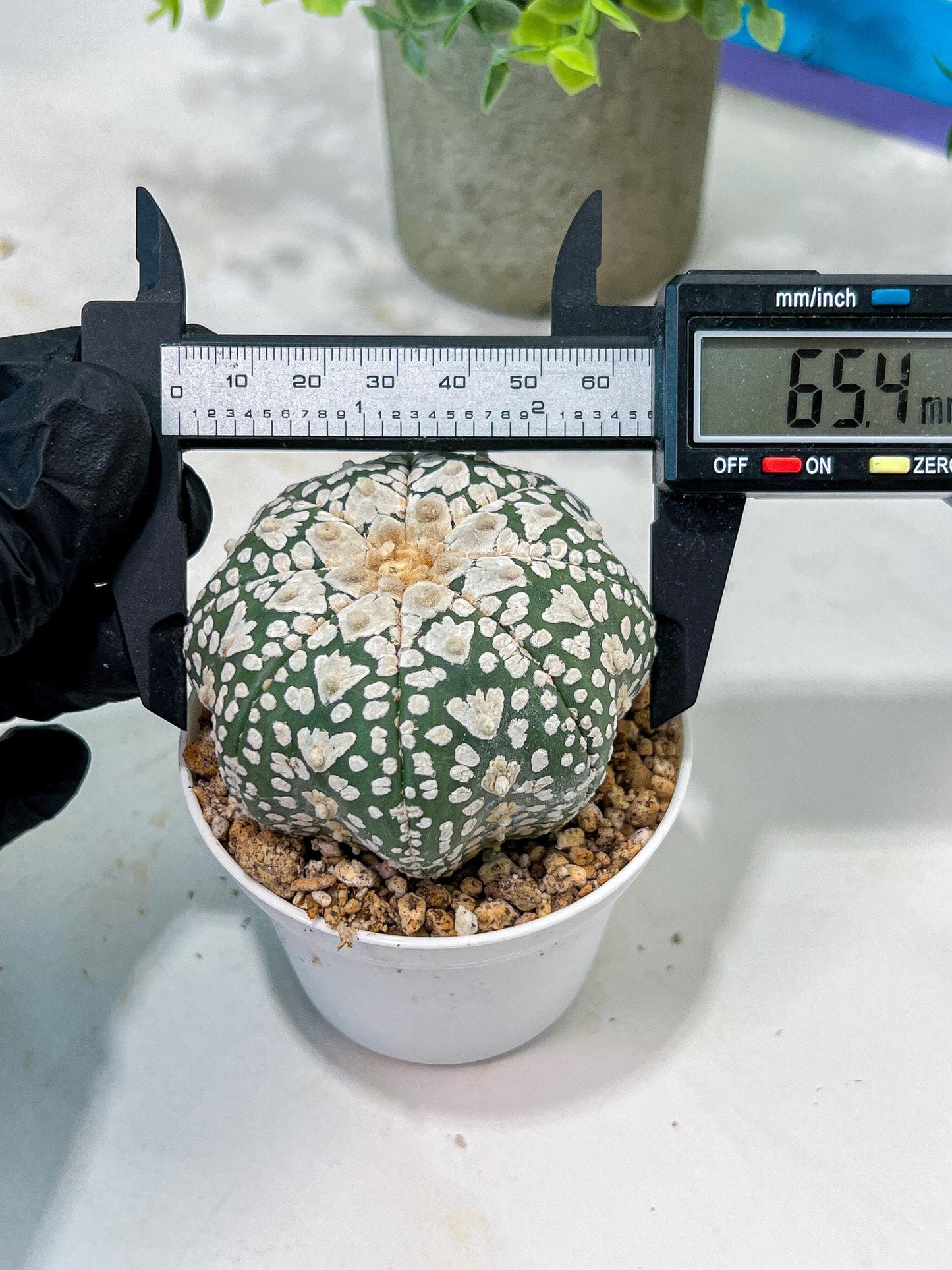 Custom Order- We’ll send you the exact live plant pictured (T5) (r4) | Las Vegas PLANT SELLER| 3" Pot