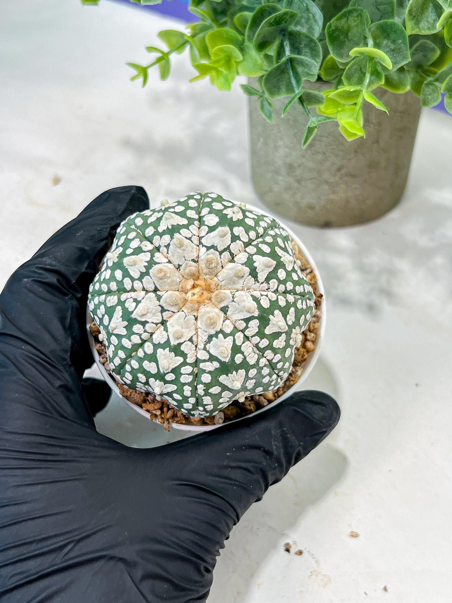 Custom Order- We’ll send you the exact live plant pictured (T5) (r4) | Las Vegas PLANT SELLER| 3" Pot