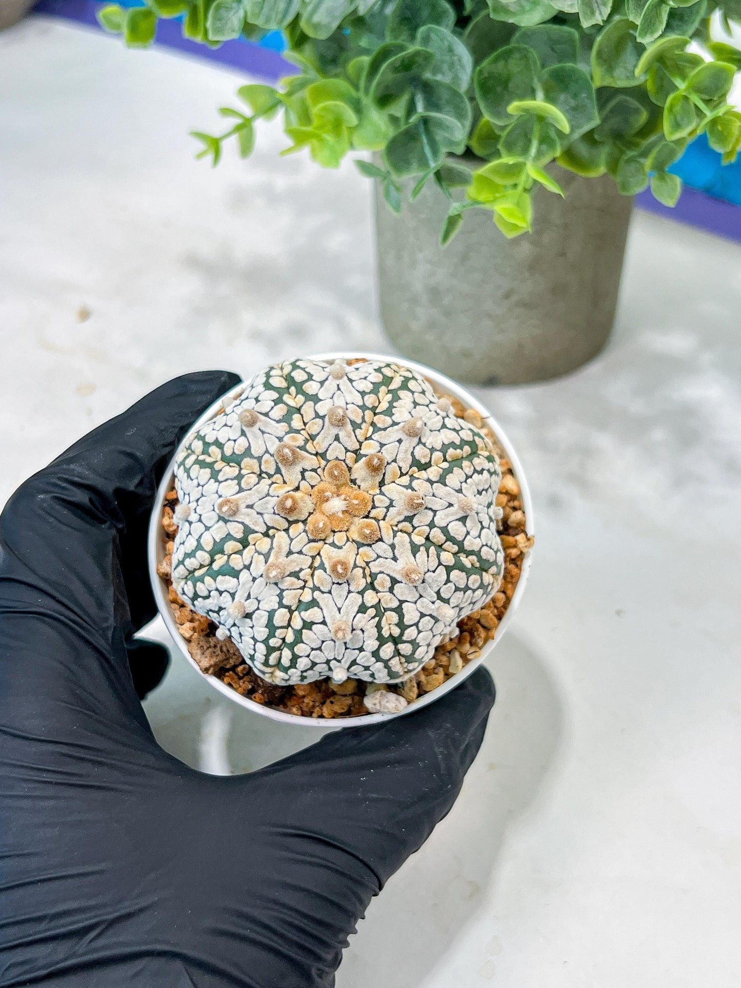 Custom Order- We’ll send you the exact live plant pictured (T5) (r5) | Las Vegas Plant Shp | 3" Pot