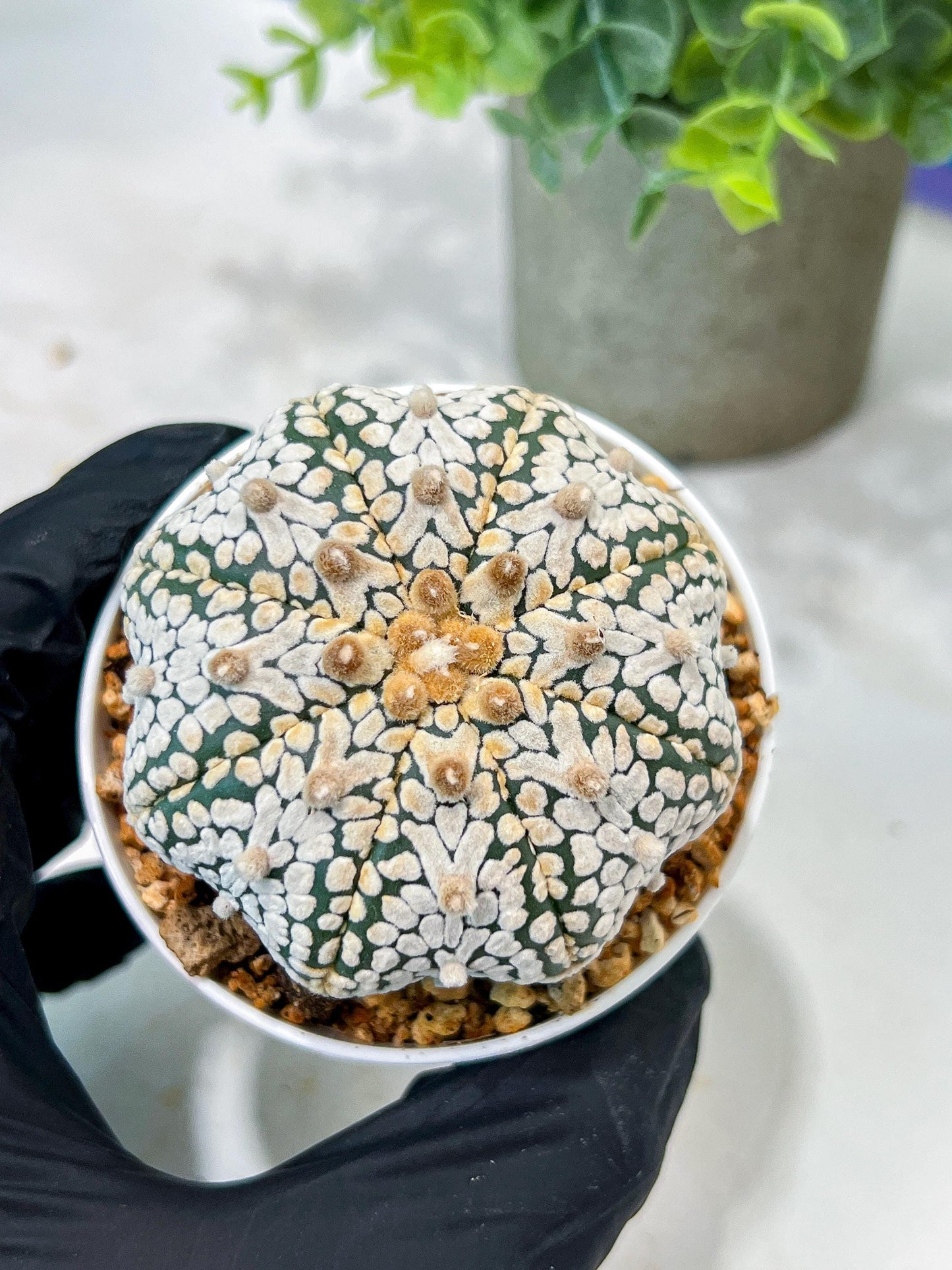 Custom Order- We’ll send you the exact live plant pictured (T5) (r5) | Las Vegas Plant Shp | 3" Pot