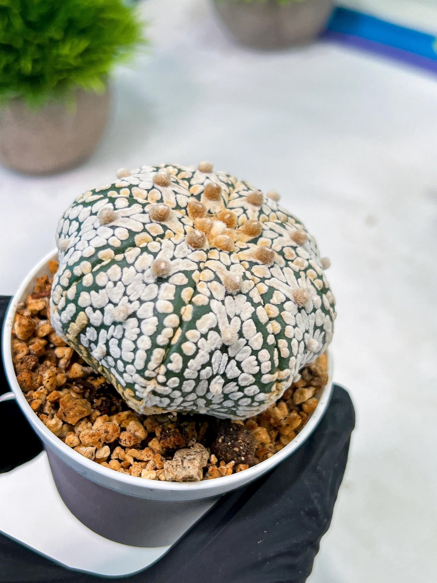 Custom Order- We’ll send you the exact live plant pictured (T5) (r5) | Las Vegas Plant Shp | 3" Pot