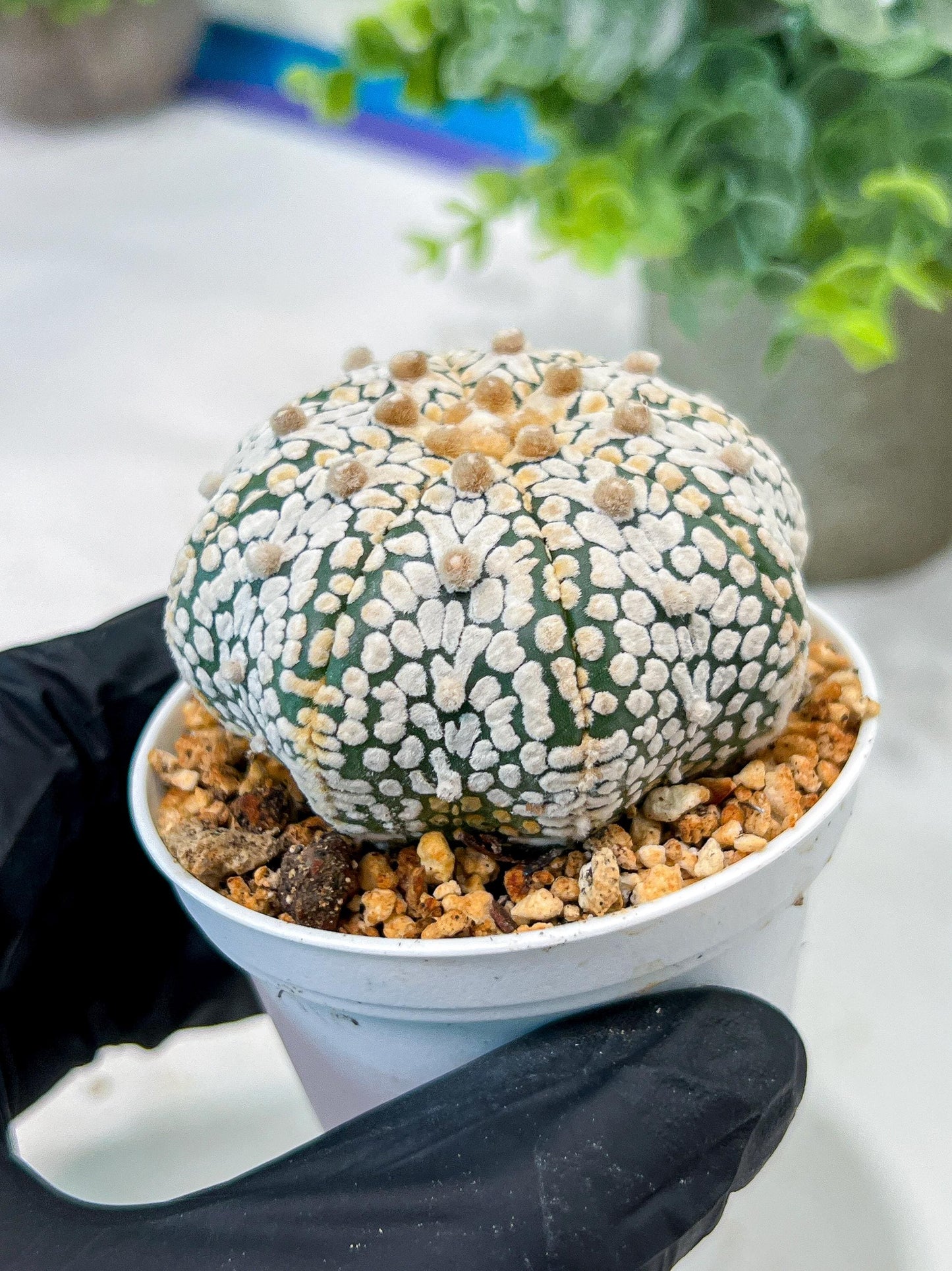 Custom Order- We’ll send you the exact live plant pictured (T5) (r5) | Las Vegas Plant Shp | 3" Pot