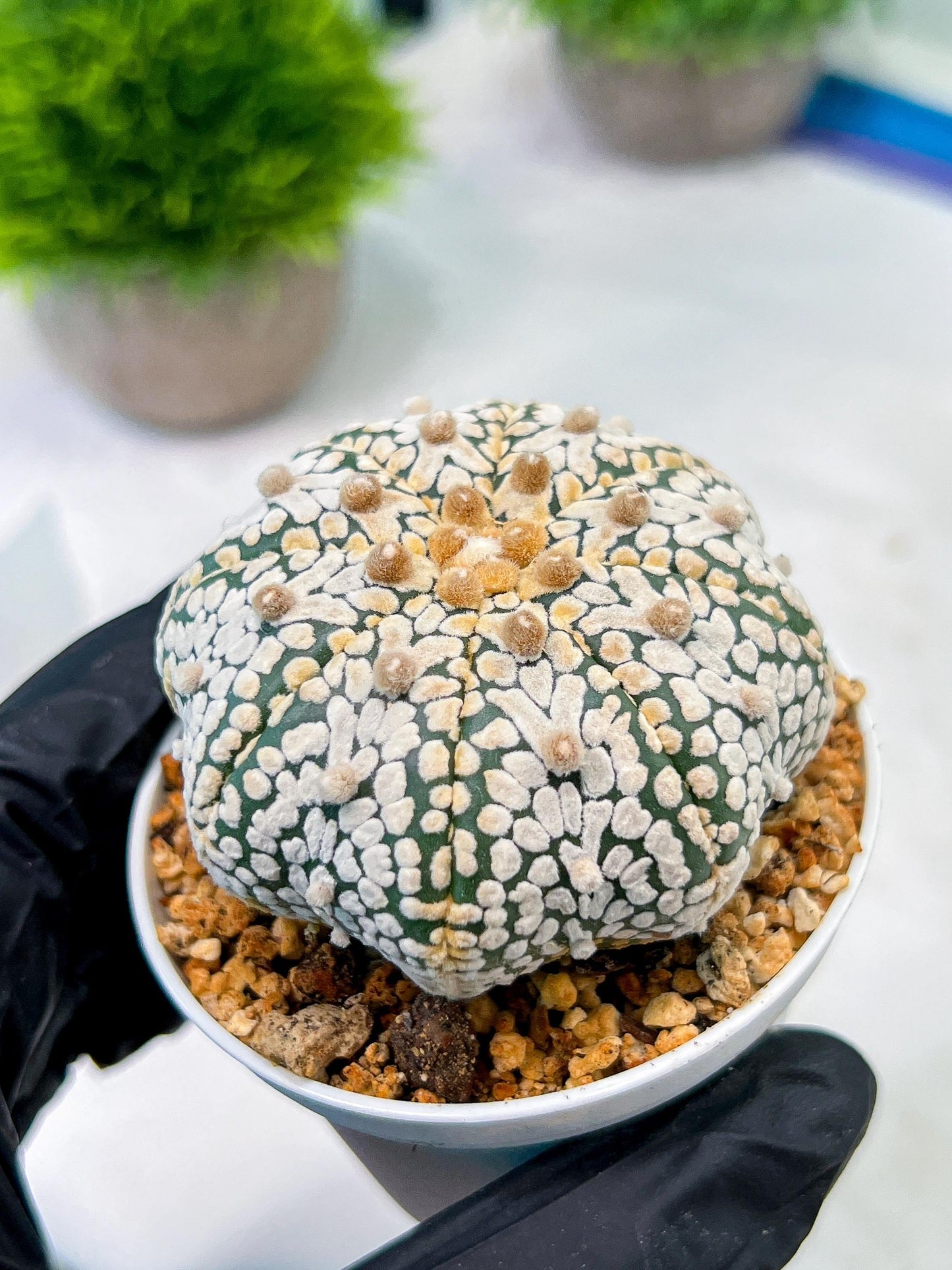Custom Order- We’ll send you the exact live plant pictured (T5) (r5) | Las Vegas Plant Shp | 3" Pot