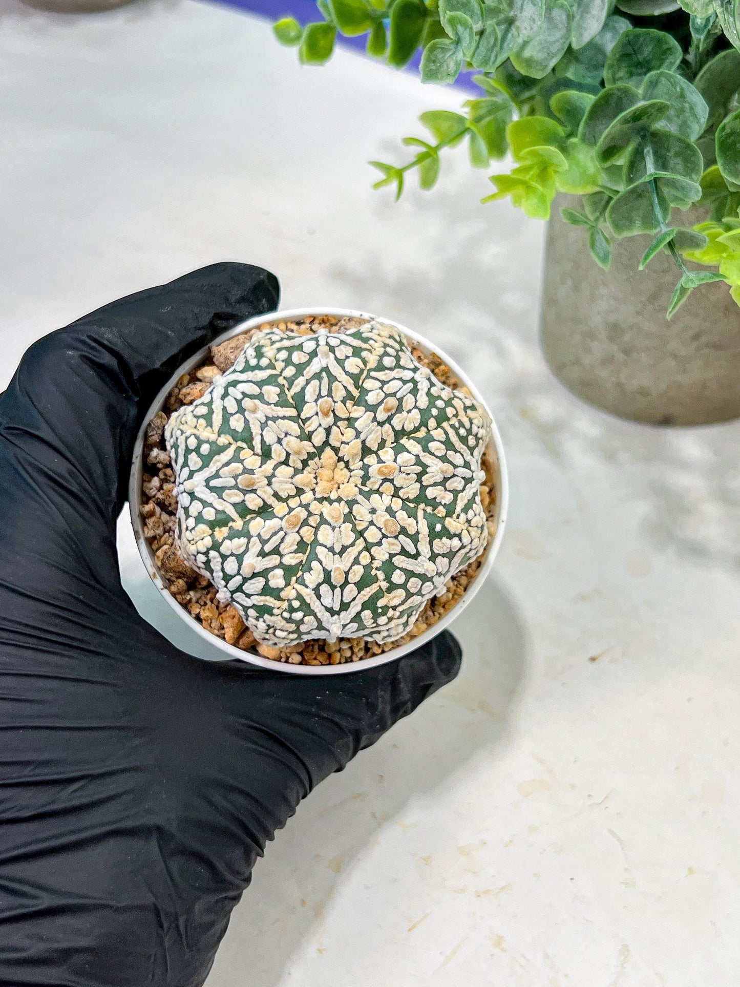 Custom Order- We’ll send you the exact live plant pictured (T5) (r6) | American Plant Seller | 3" Pot
