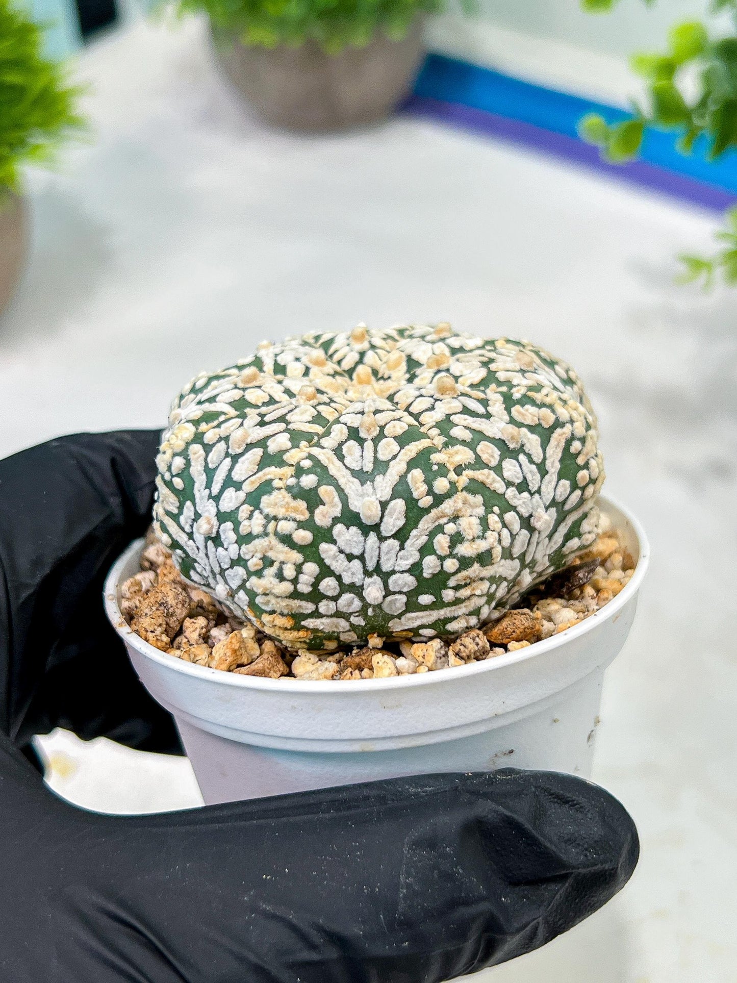 Custom Order- We’ll send you the exact live plant pictured (T5) (r6) | American Plant Seller | 3" Pot