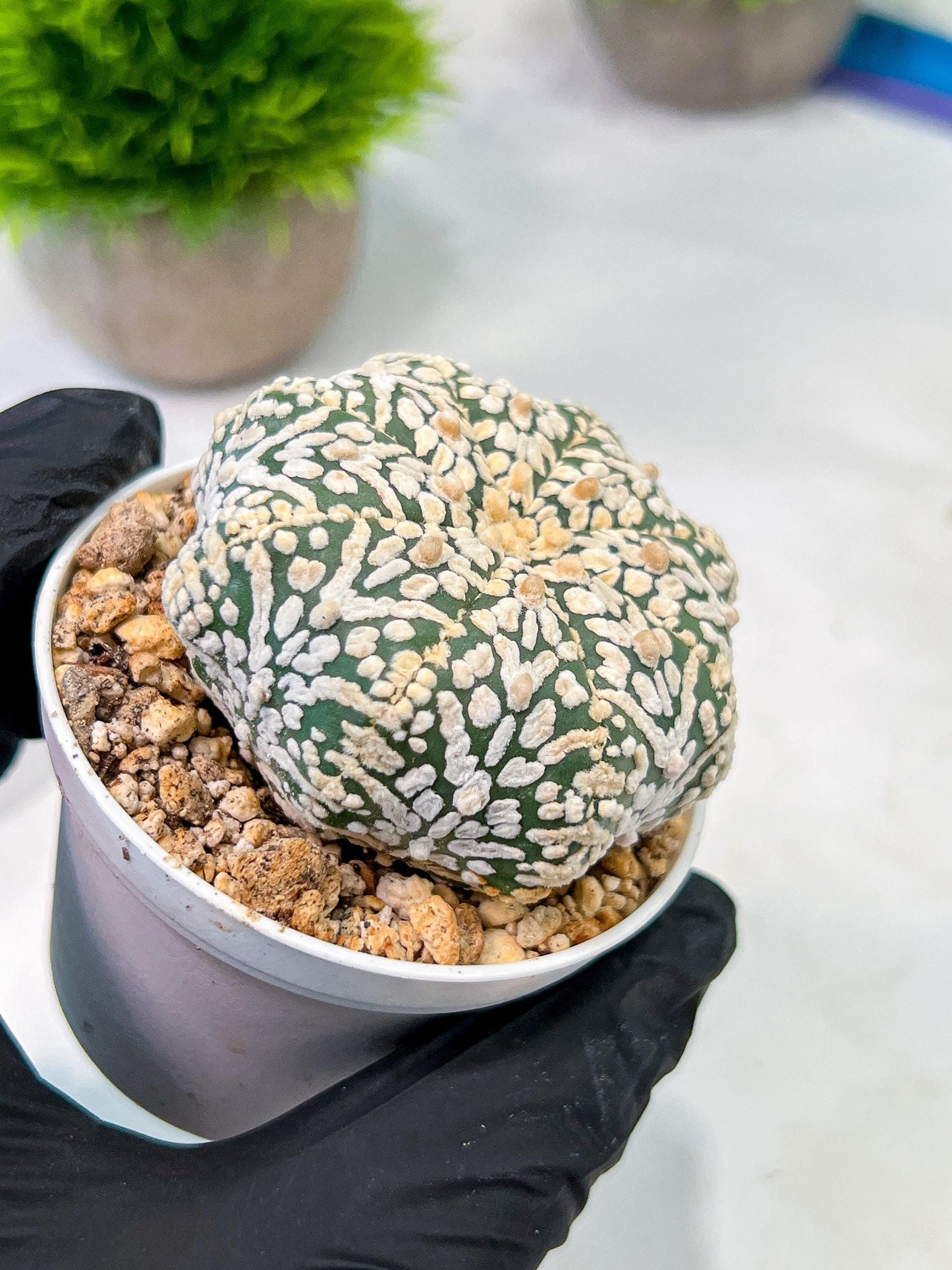 Custom Order- We’ll send you the exact live plant pictured (T5) (r6) | American Plant Seller | 3" Pot
