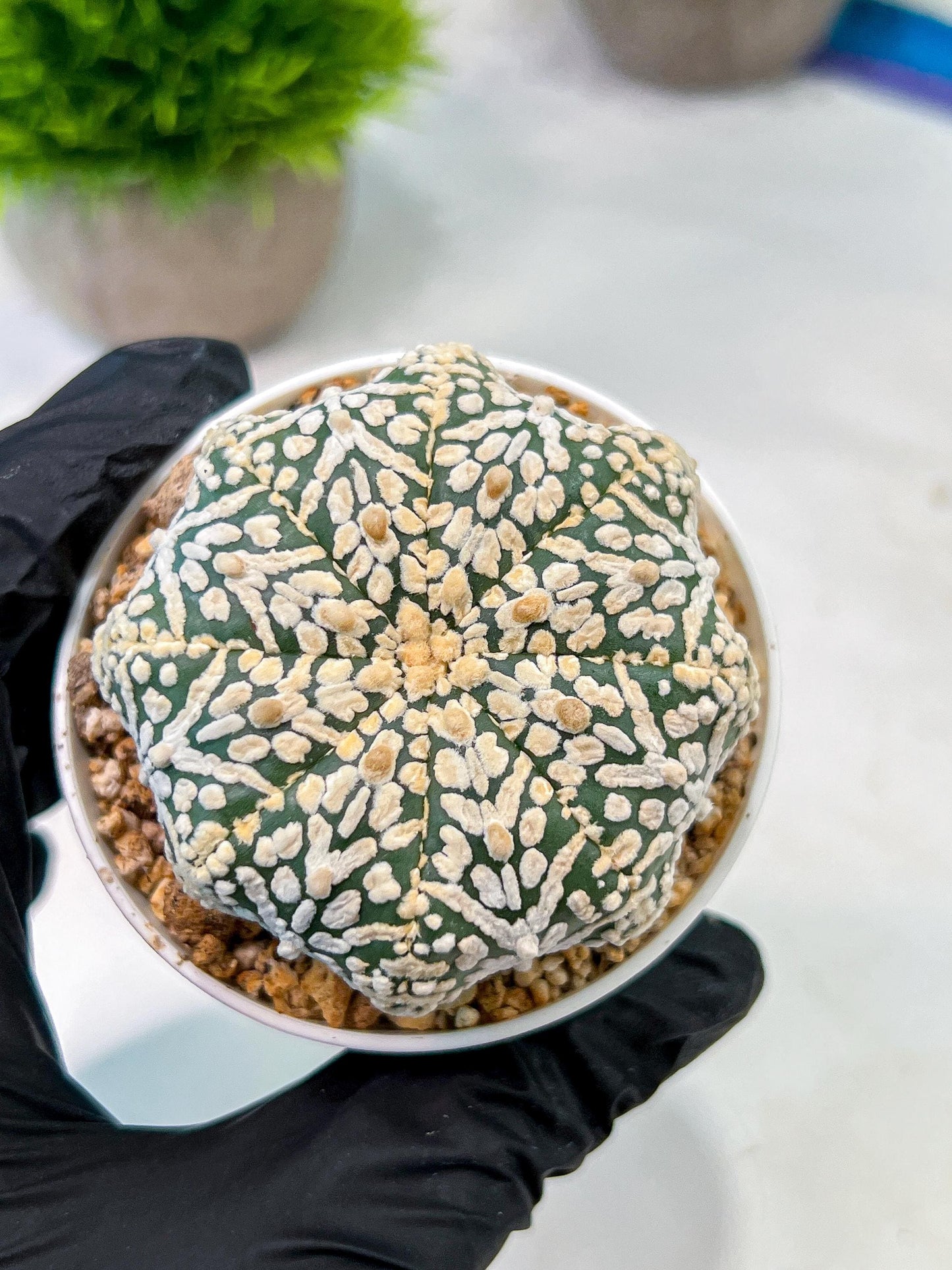 Custom Order- We’ll send you the exact live plant pictured (T5) (r6) | American Plant Seller | 3" Pot