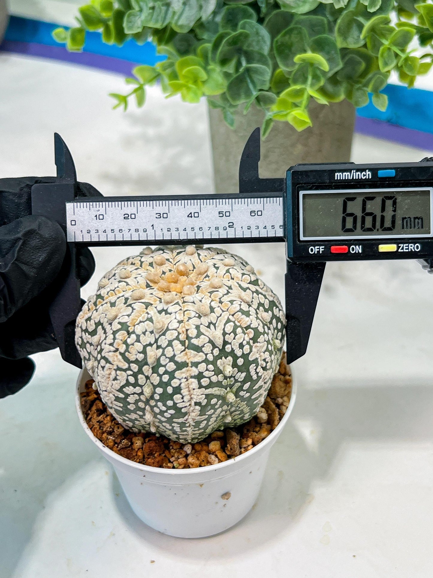 Custom Order- We’ll send you the exact live plant pictured (T5) (r7) | Nevada Plant Seller | 3" Pot