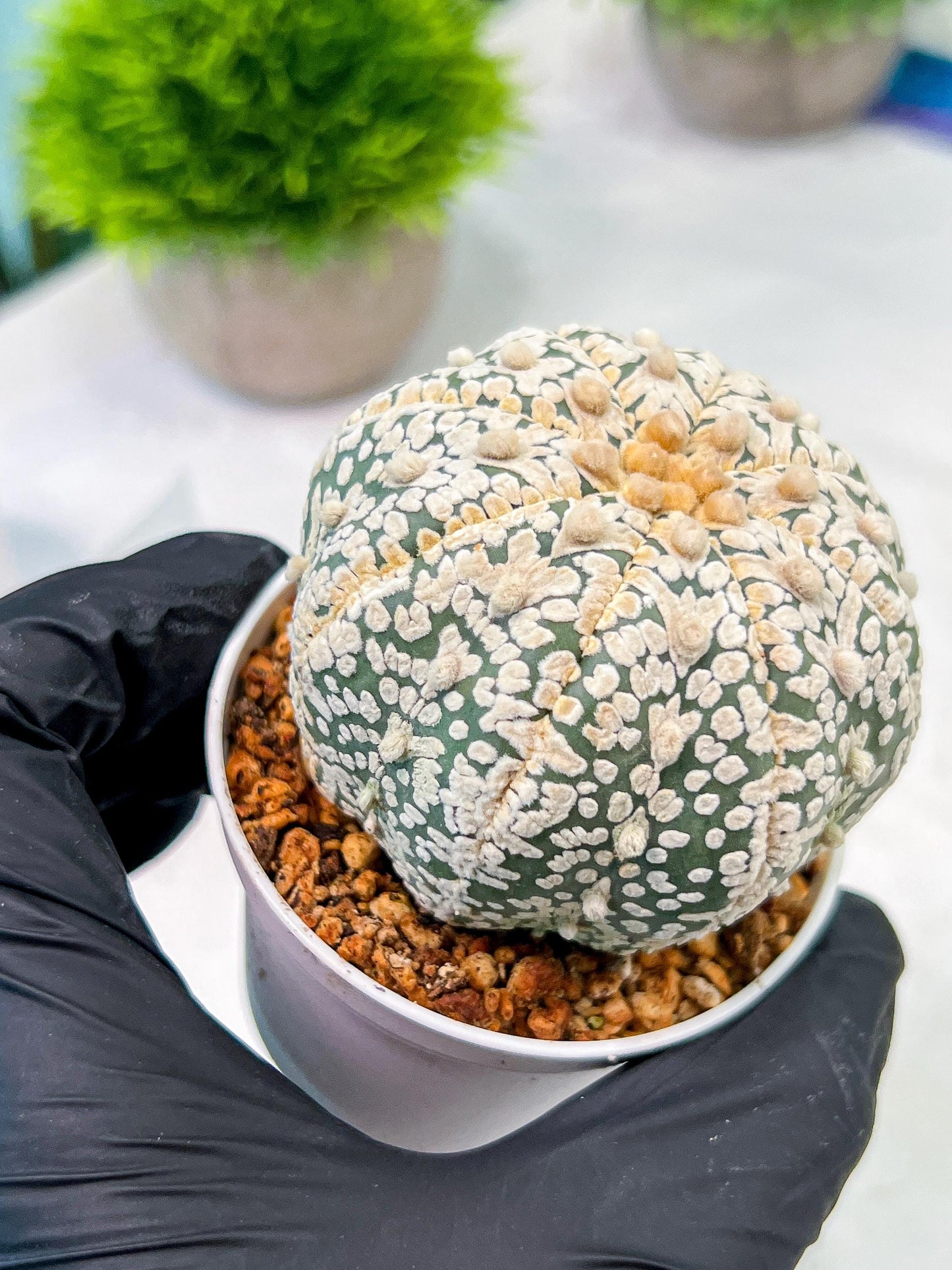 Custom Order- We’ll send you the exact live plant pictured (T5) (r7) | Nevada Plant Seller | 3" Pot