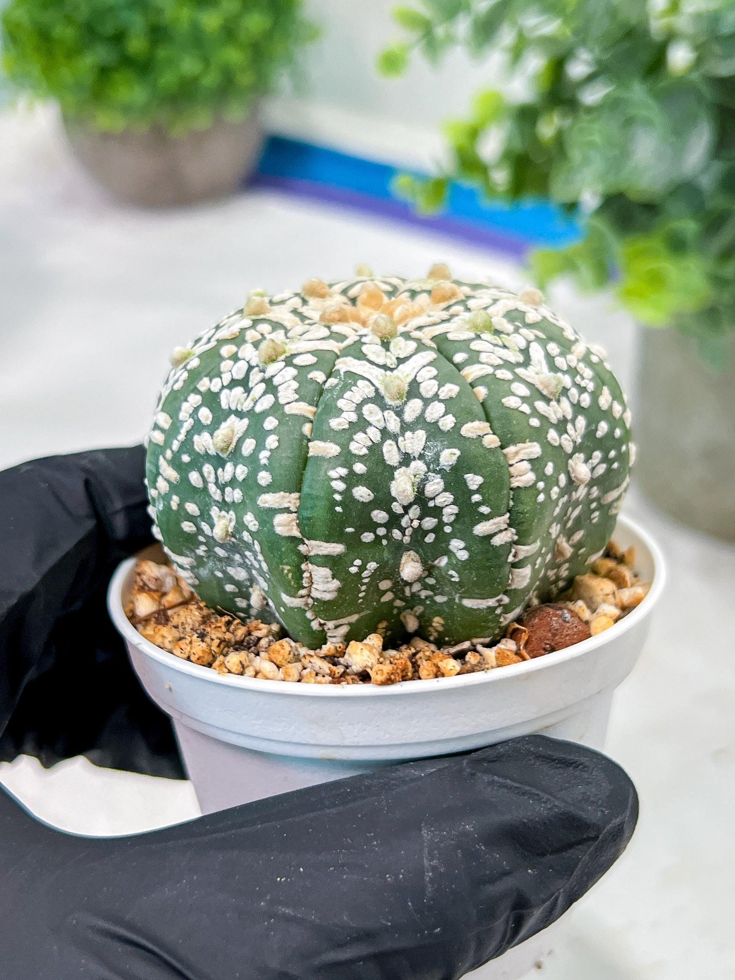 Custom Order- We’ll send you the exact live plant pictured (T5) (o3) | SHIP from USA | 3" Pot