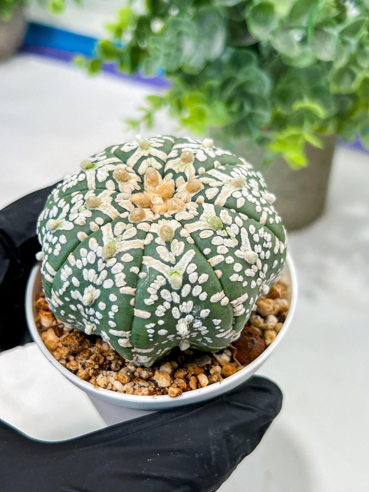 Custom Order- We’ll send you the exact live plant pictured (T5) (o3) | SHIP from USA | 3" Pot