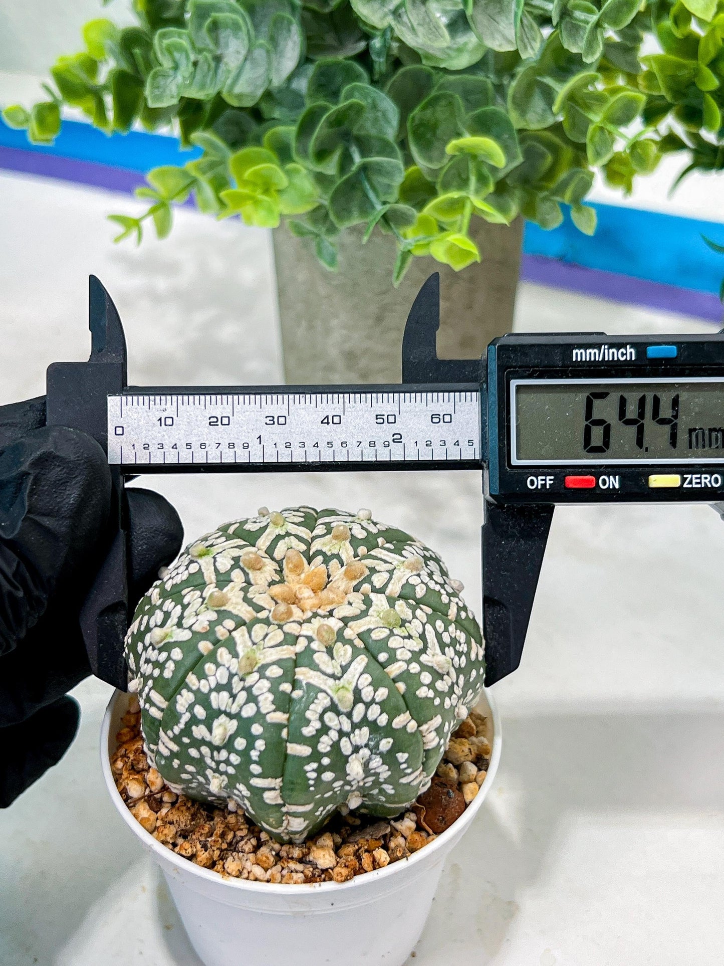 Custom Order- We’ll send you the exact live plant pictured (T5) (o3) | SHIP from USA | 3" Pot