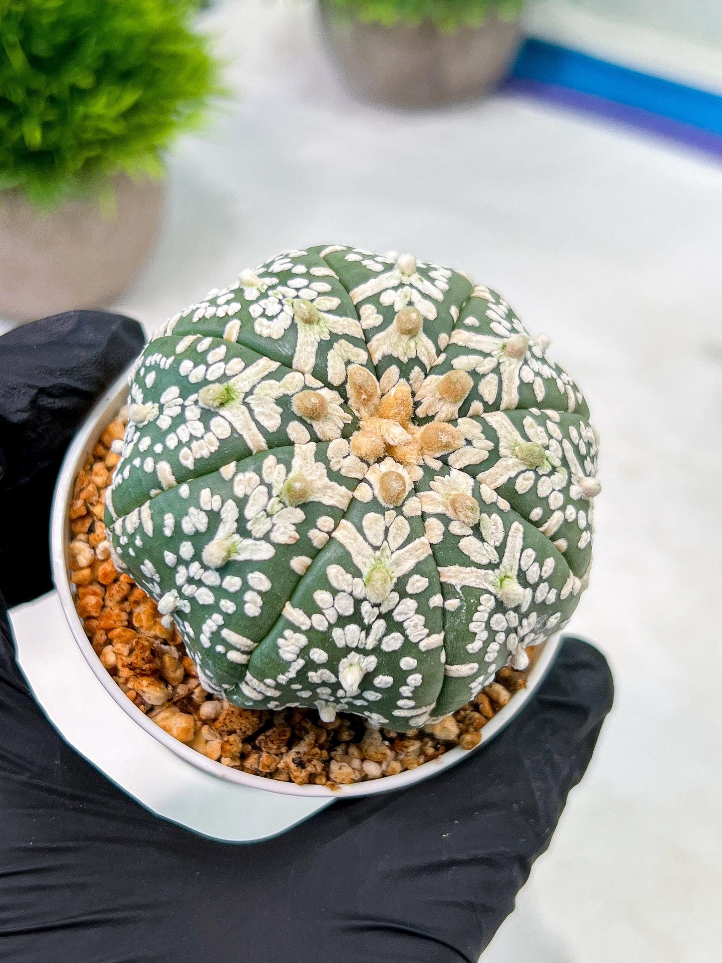 Custom Order- We’ll send you the exact live plant pictured (T5) (o3) | SHIP from USA | 3" Pot