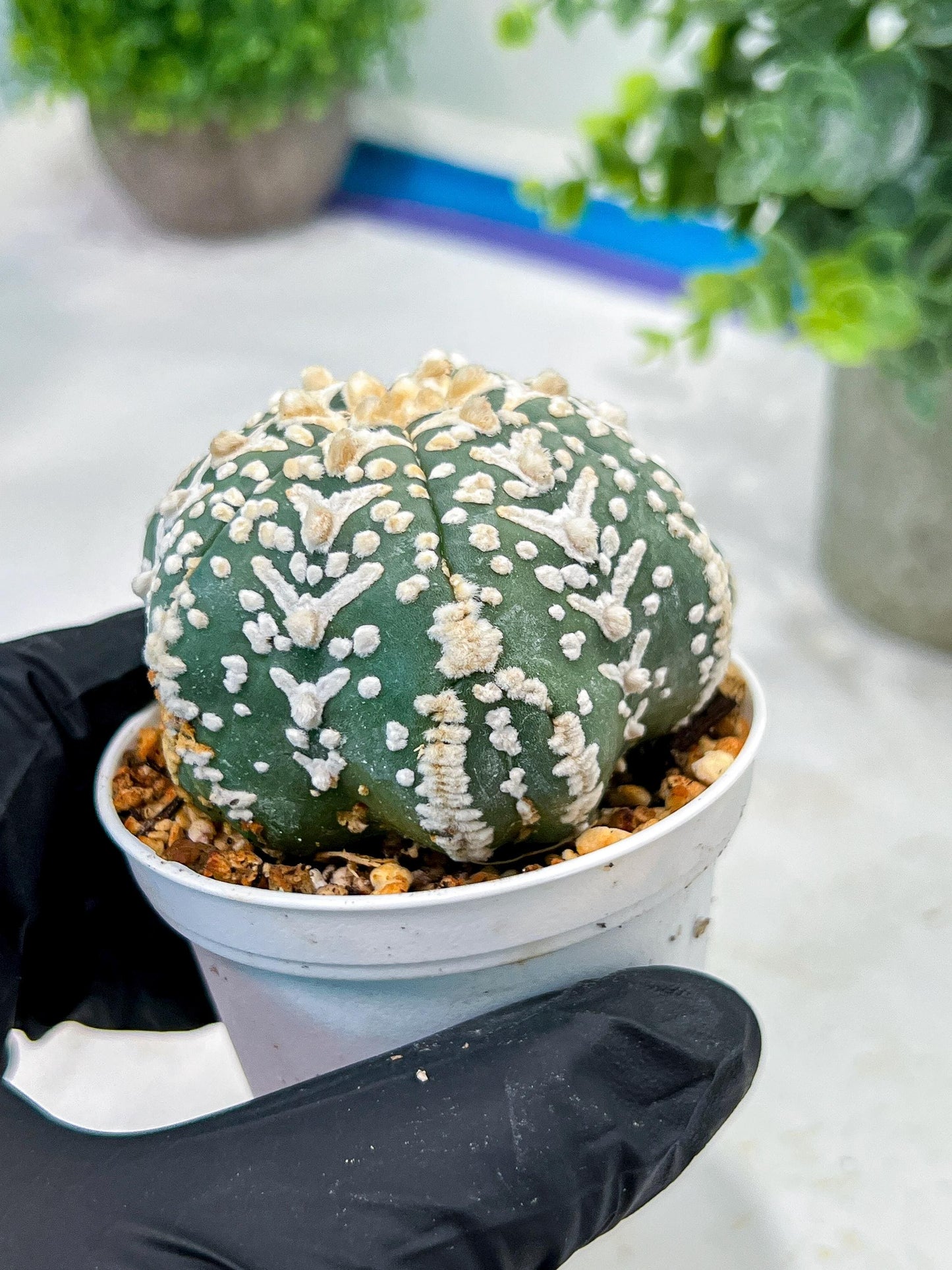 Custom Order- We’ll send you the exact live plant pictured (T5) (o4) | Las Vegas PLANT SELLER| 3" Pot