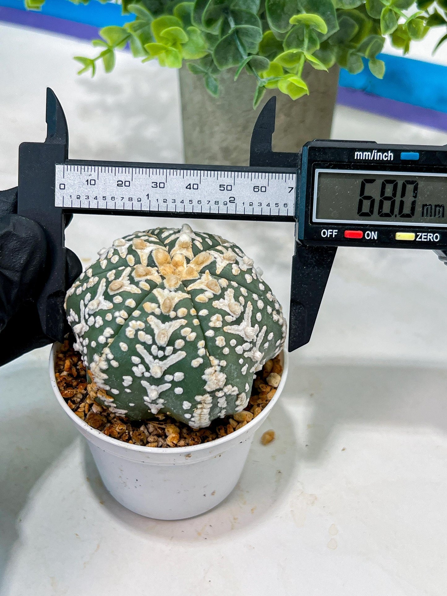 Custom Order- We’ll send you the exact live plant pictured (T5) (o4) | Las Vegas PLANT SELLER| 3" Pot
